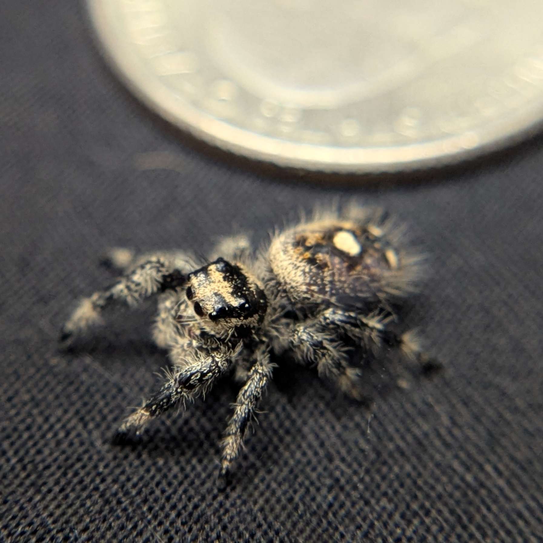 Regal Jumping Spider "Butternut"