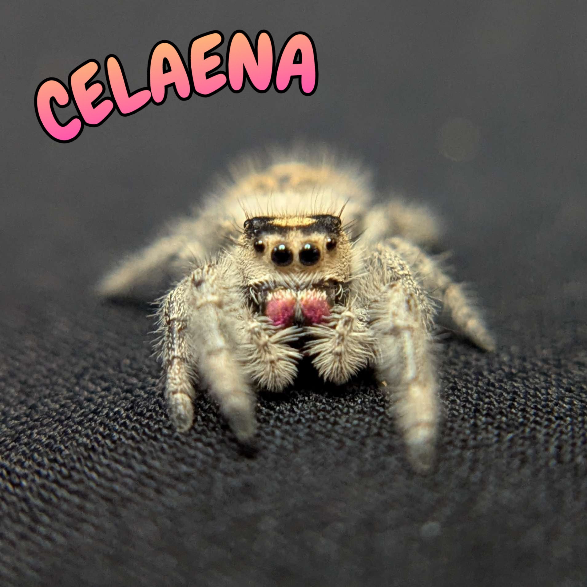Regal Jumping Spider "Celaena"