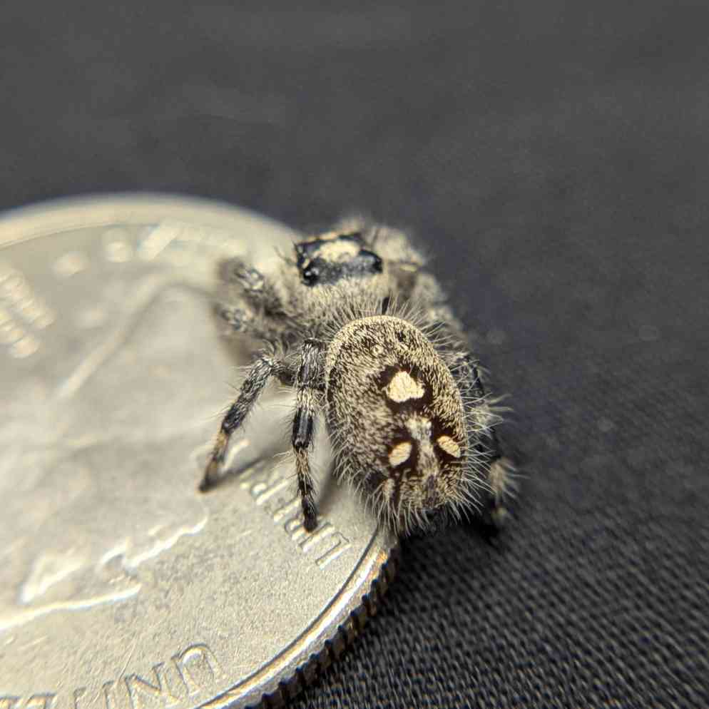 Regal Jumping Spider "Yogurt"