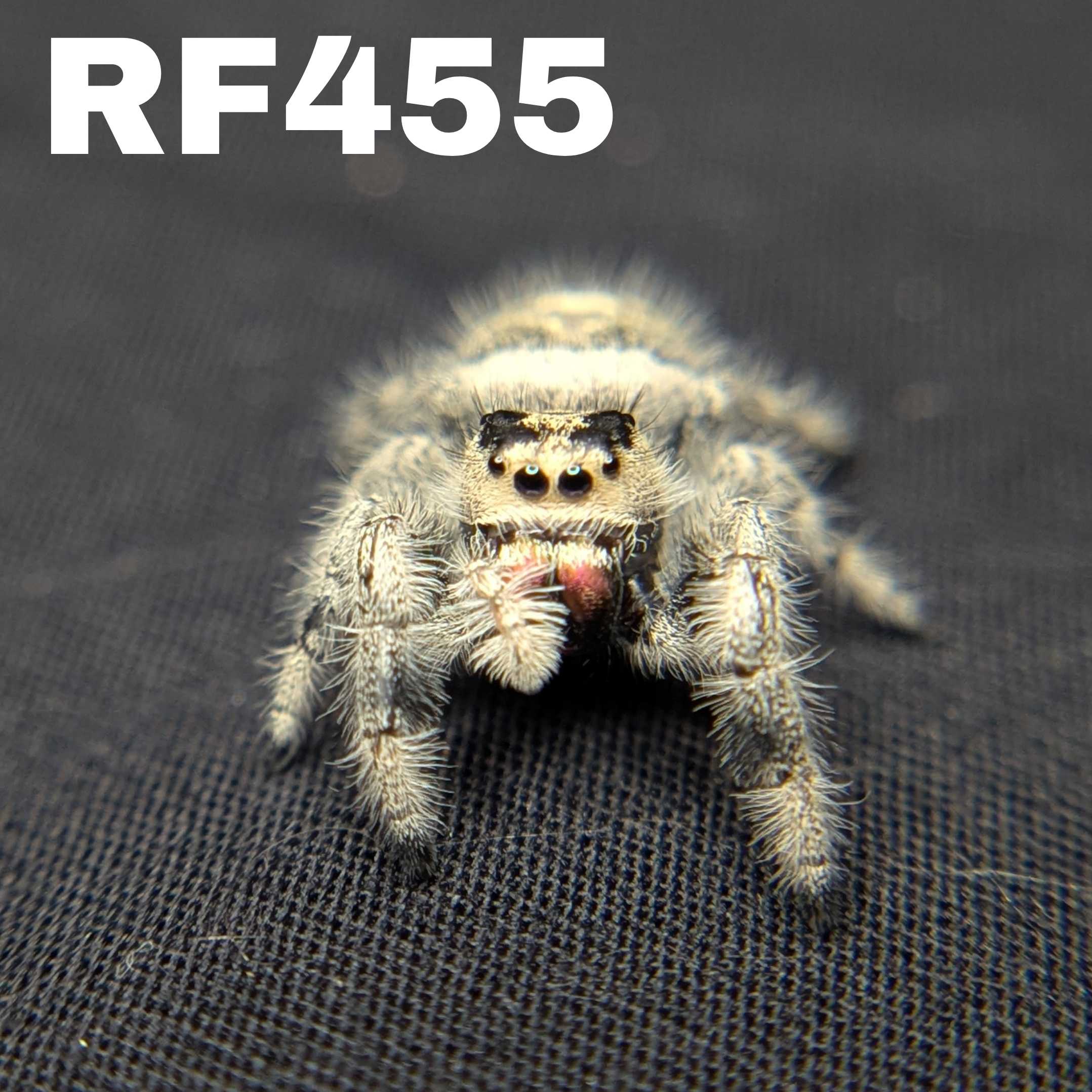 Regal Jumping Spider “Sprite”