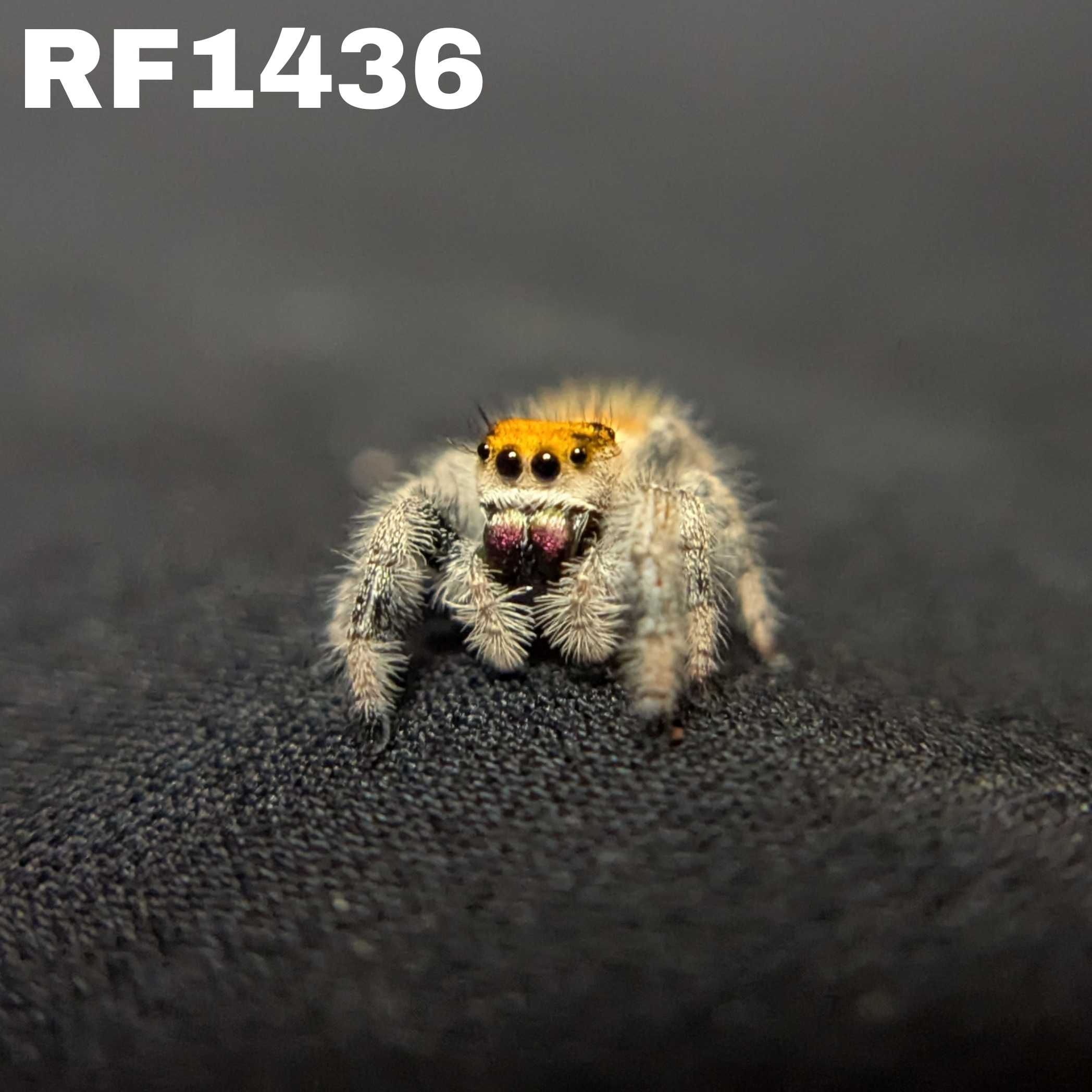 Regal Jumping Spider "Maroon"