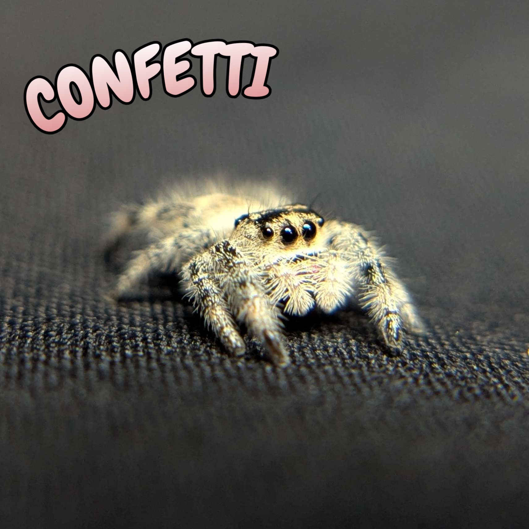Regal Jumping Spider "Confetti"