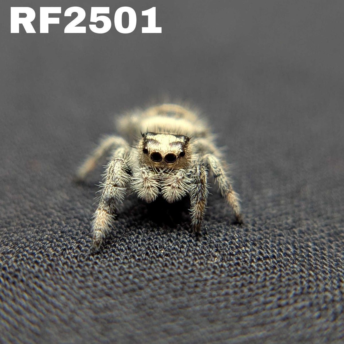 Regal Jumping Spider "Goose"
