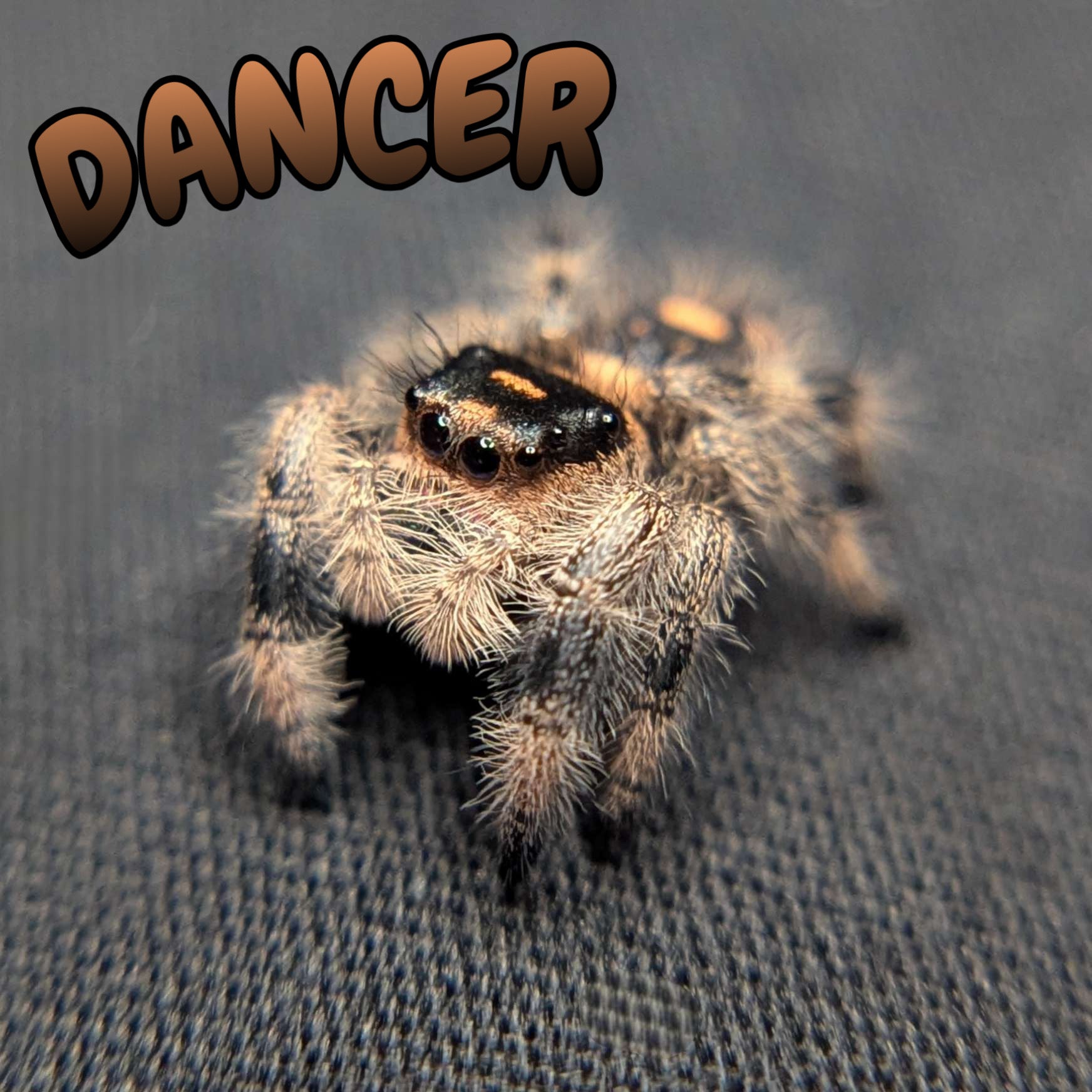 Regal Jumping Spider "Dancer"