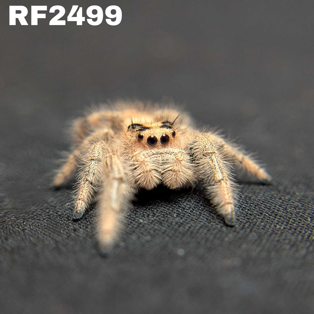 Regal Jumping Spider "Love"
