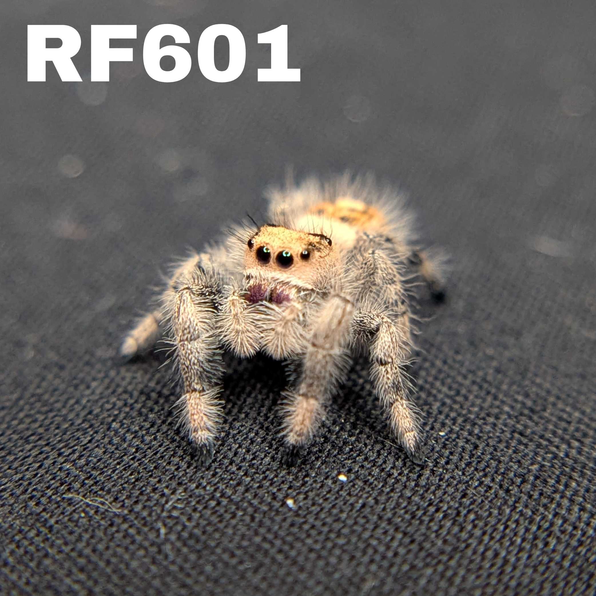 Regal Jumping Spider "Goldilocks"