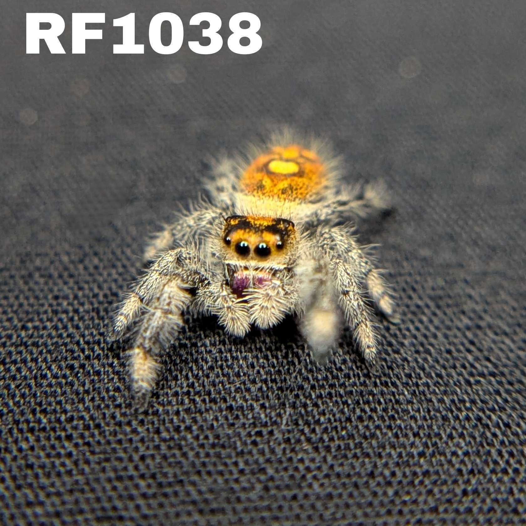Regal Jumping Spider “Copper”