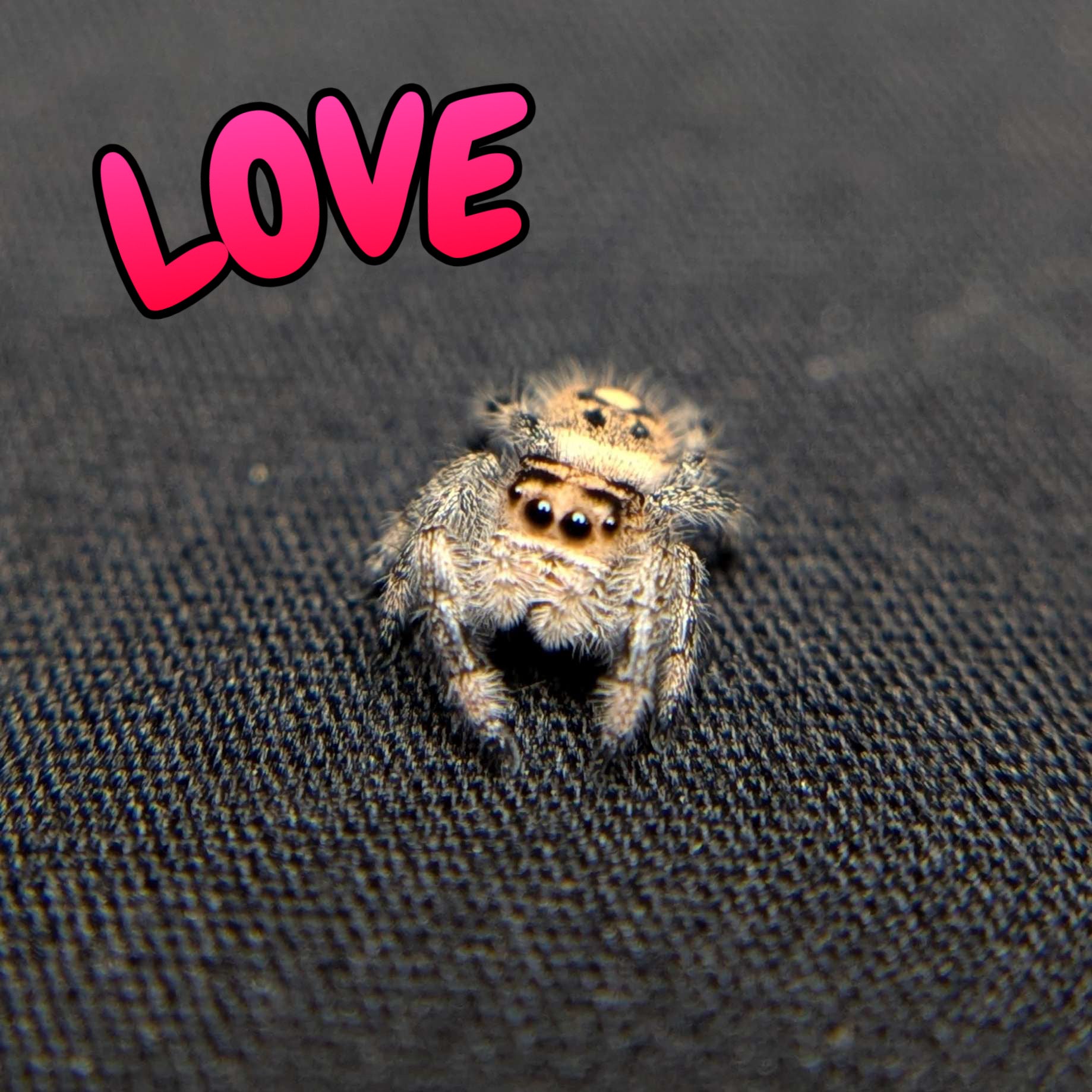 Regal Jumping Spider "Love"