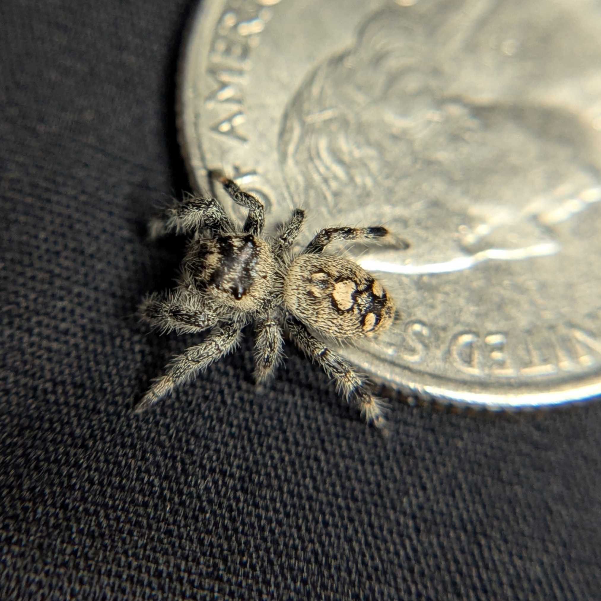 Regal Jumping Spider "Confetti"