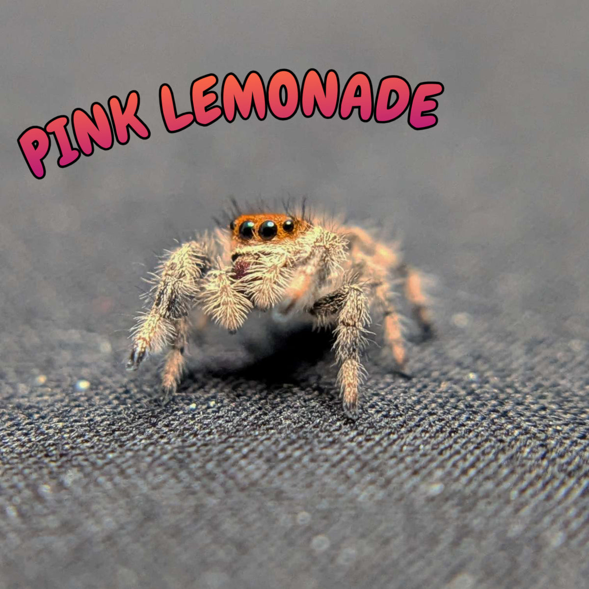 Regal Jumping Spider "Pink Lemonade"