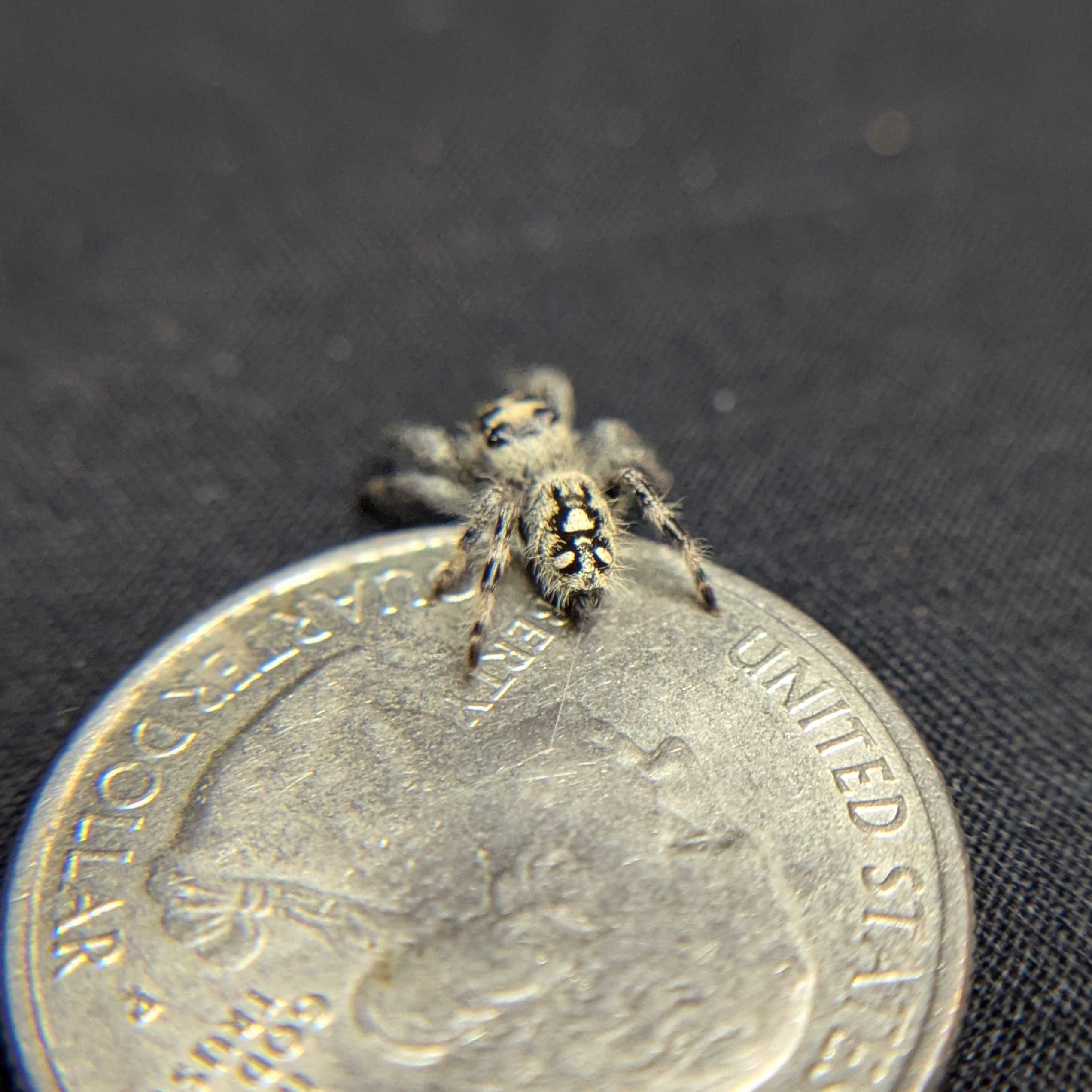 Regal Jumping Spider "Pink Lemonade"
