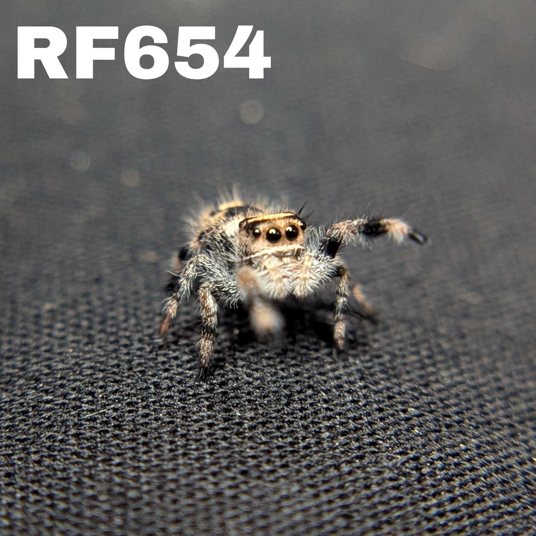 Regal Jumping Spider "Turkey"