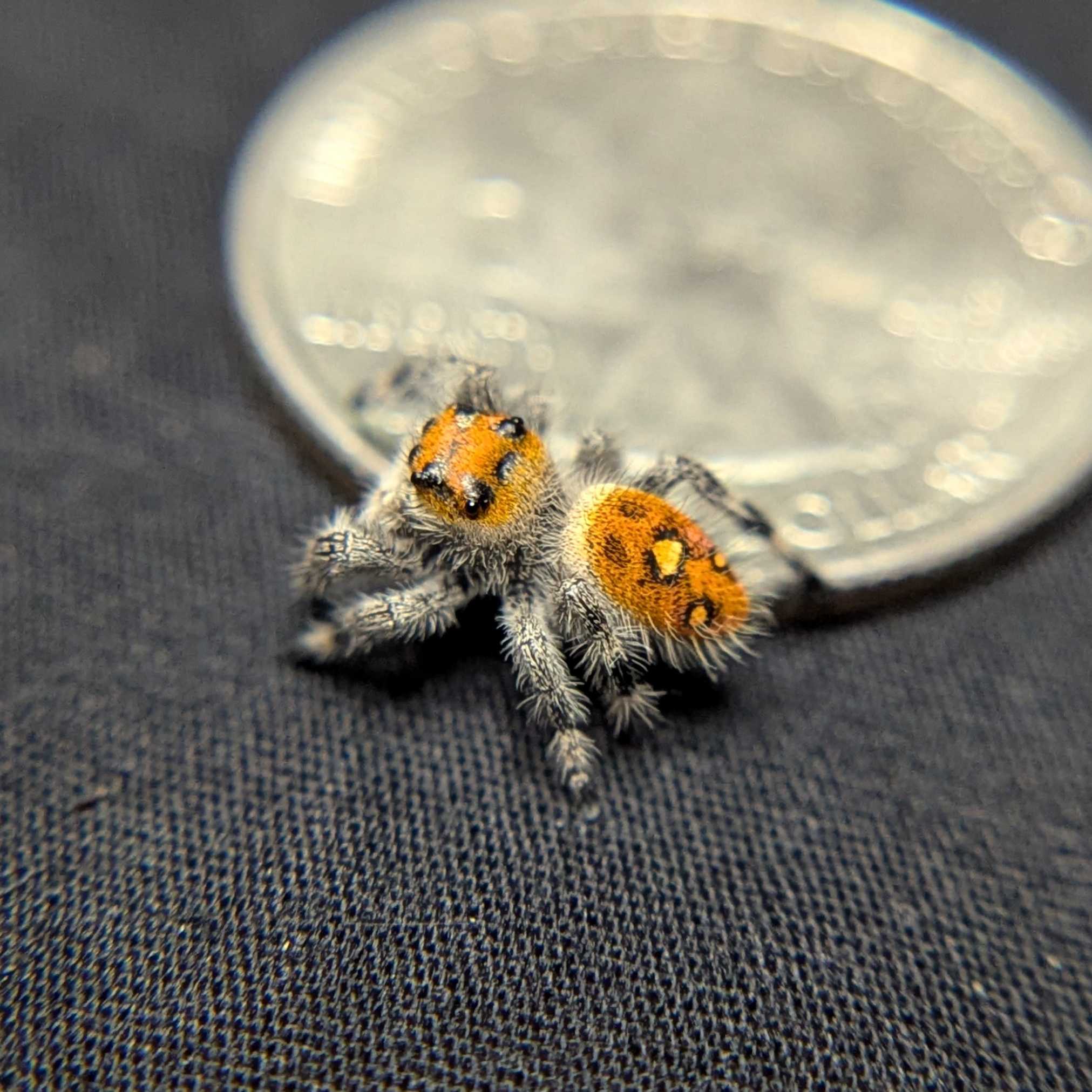 Regal Jumping Spider "Insignia"