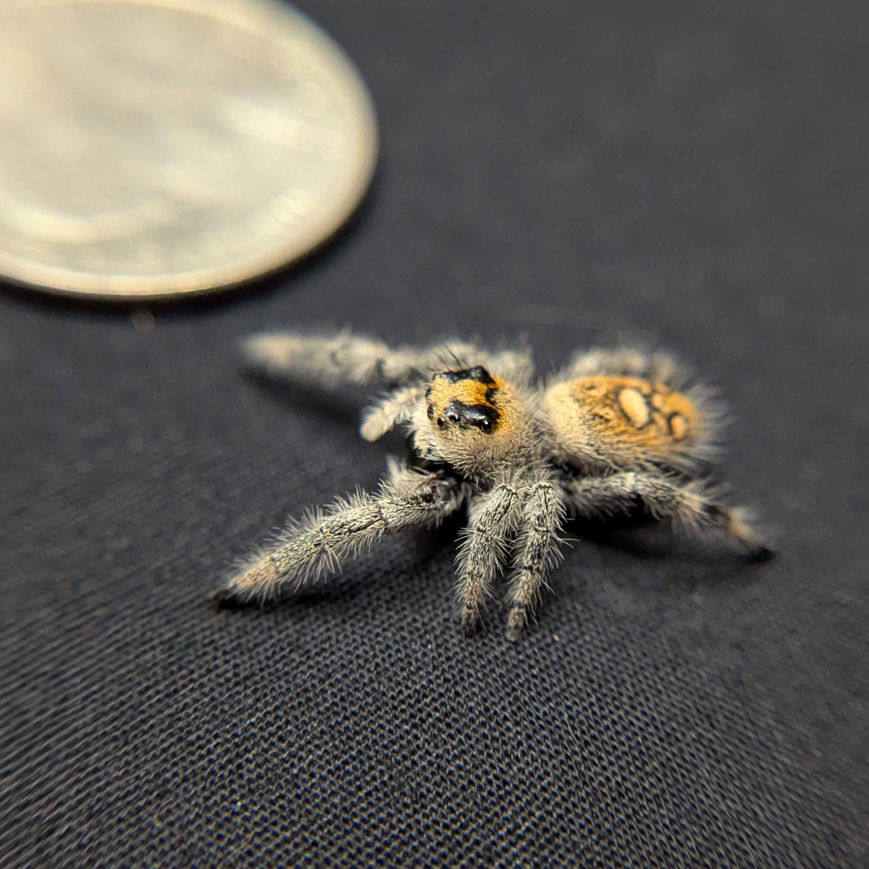 Regal Jumping Spider "Candy"