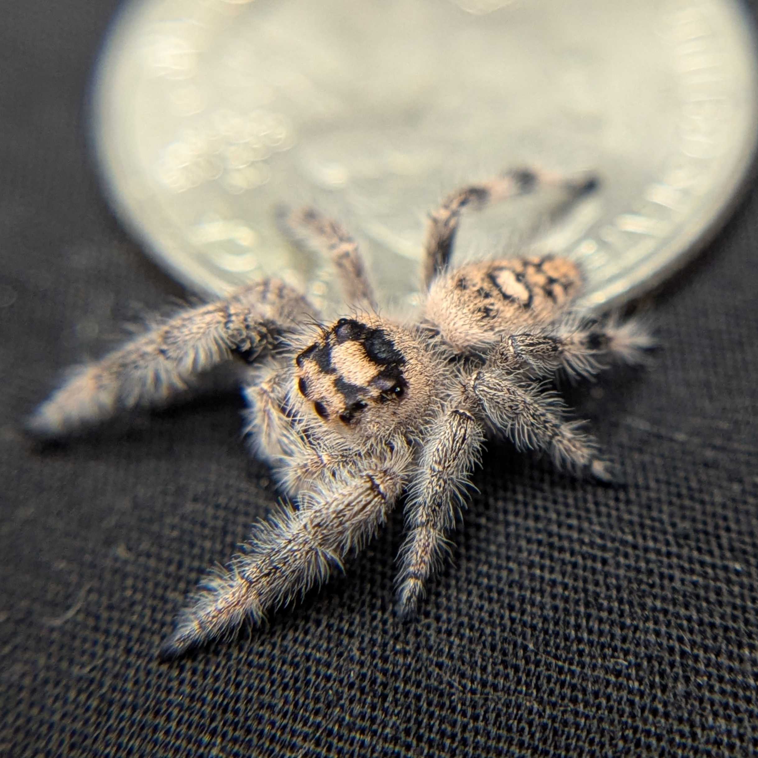 Regal Jumping Spider “Primrose”