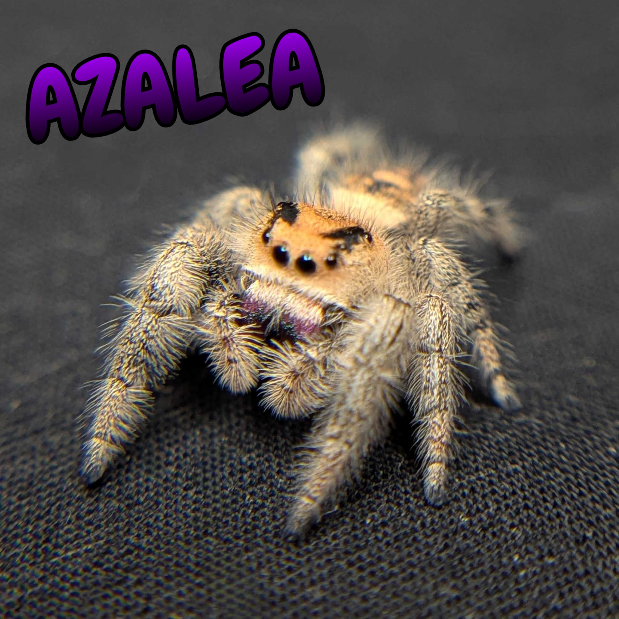 Regal Jumping Spider “Azalea”