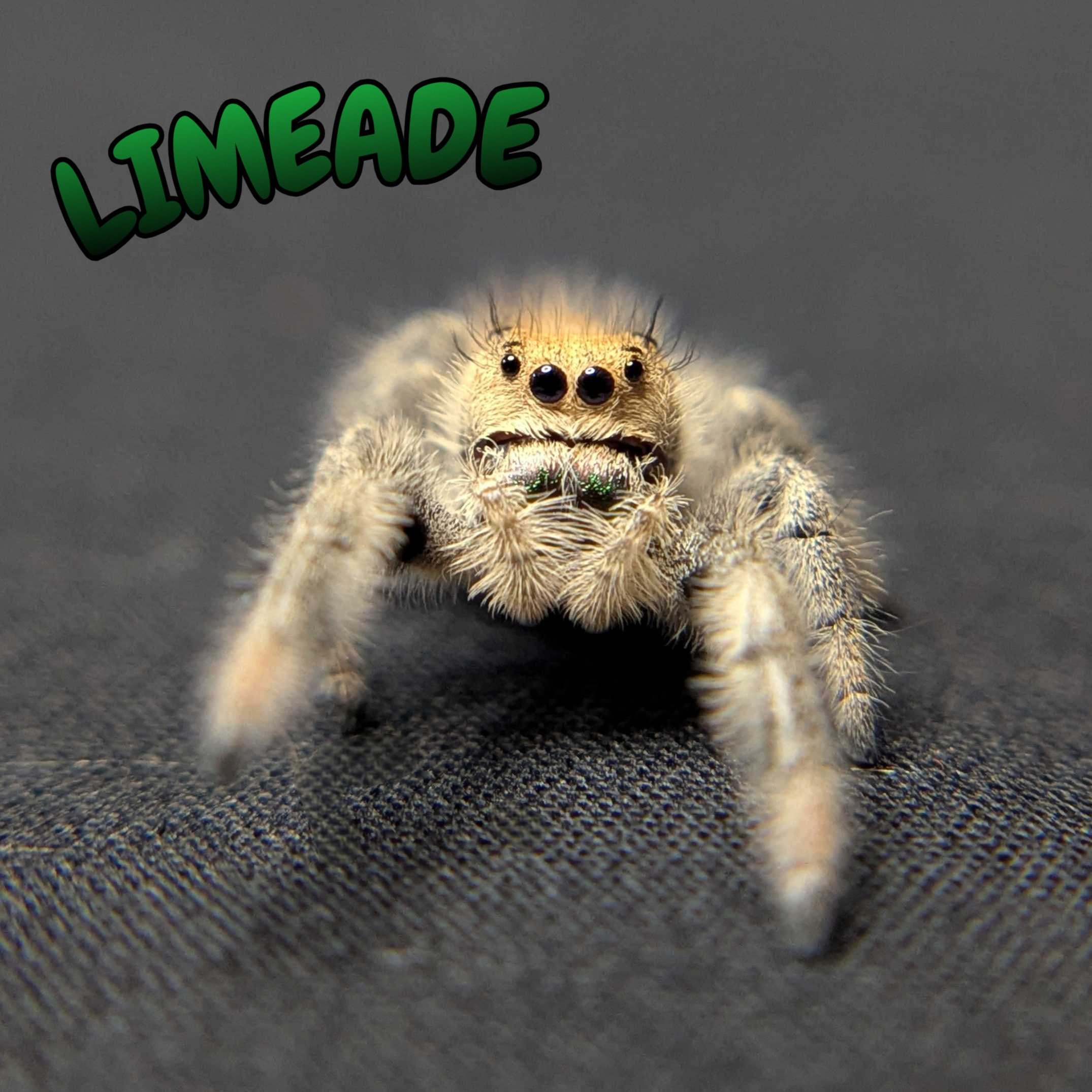 Regal Jumping Spider "Limeade"
