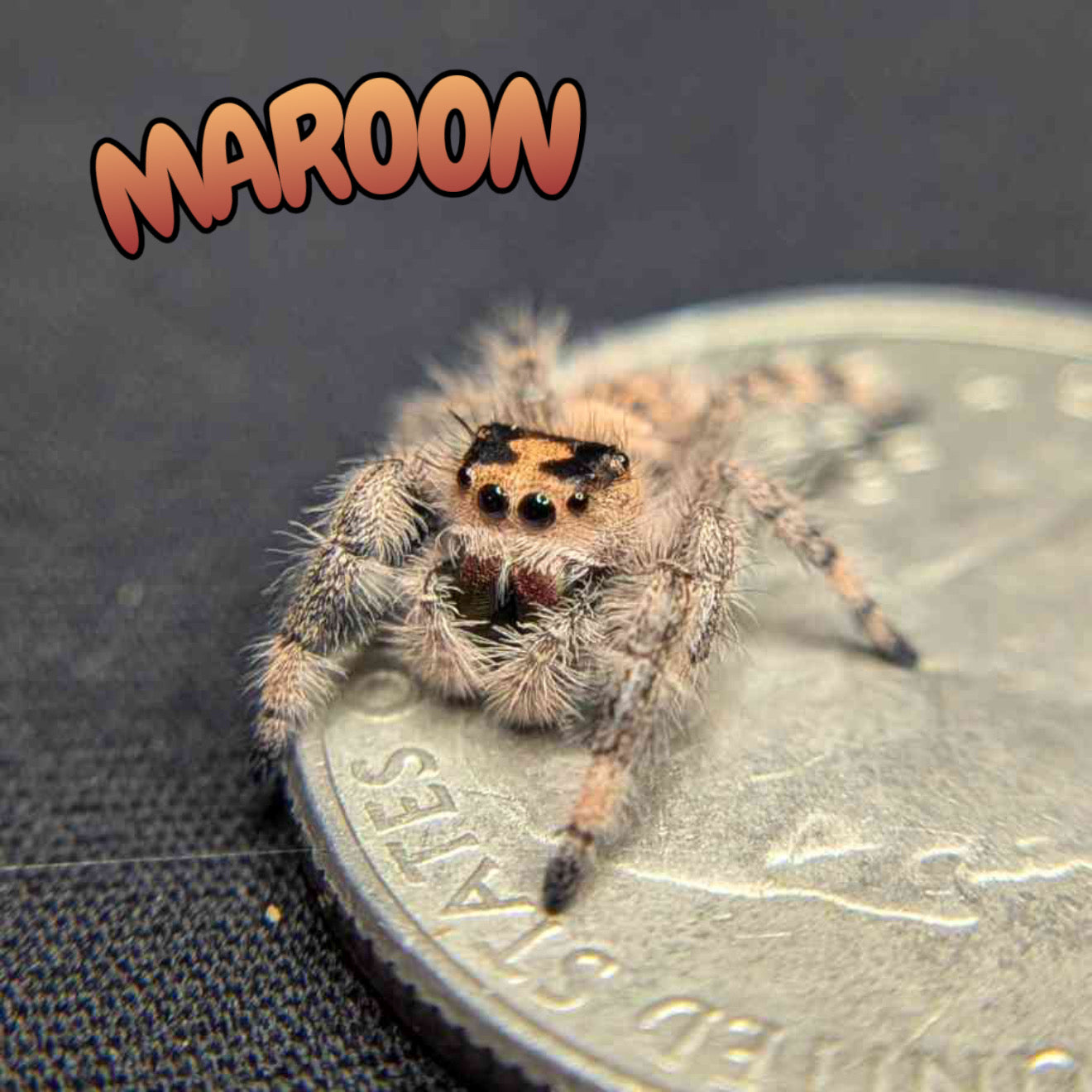 Regal Jumping Spider "Maroon"