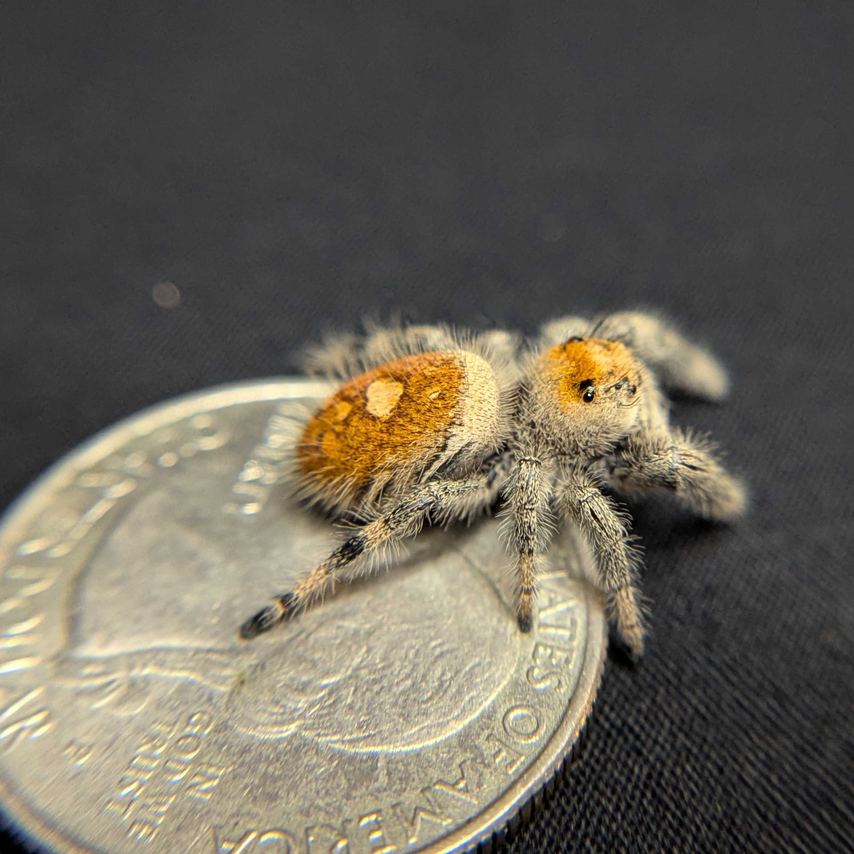 Regal Jumping Spider “Sangria”
