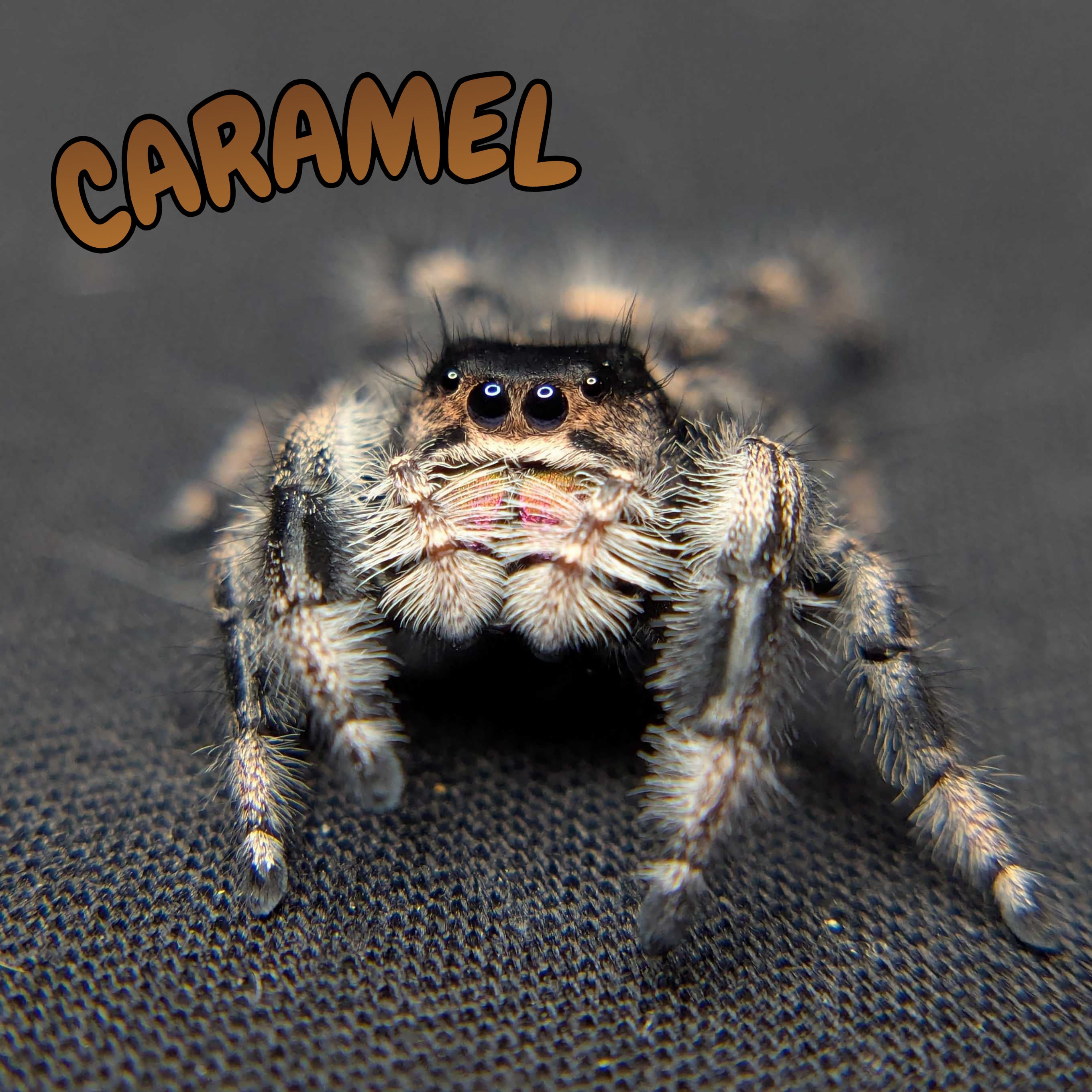 Regal Jumping Spider "Caramel"