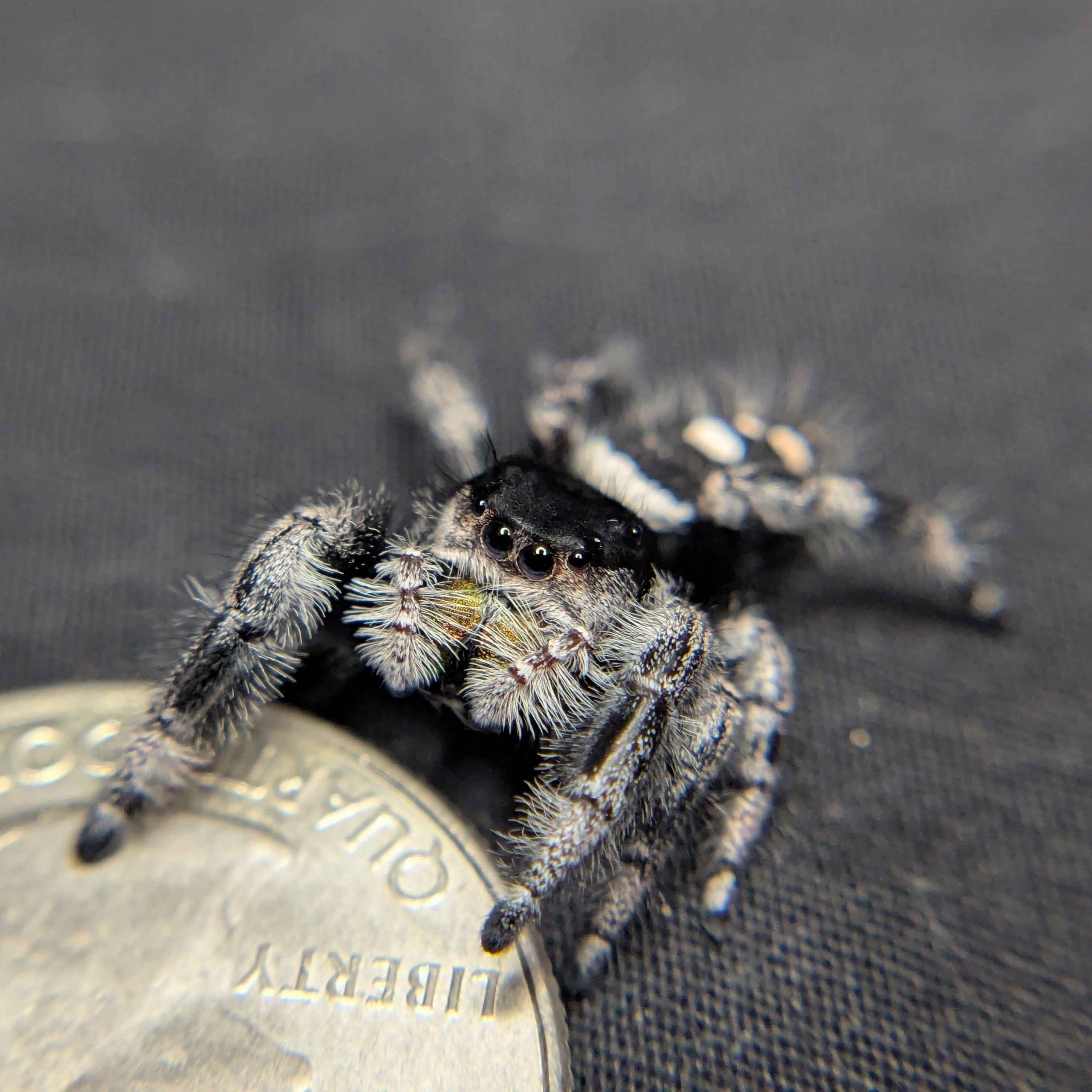 Regal Jumping Spider "Halo"