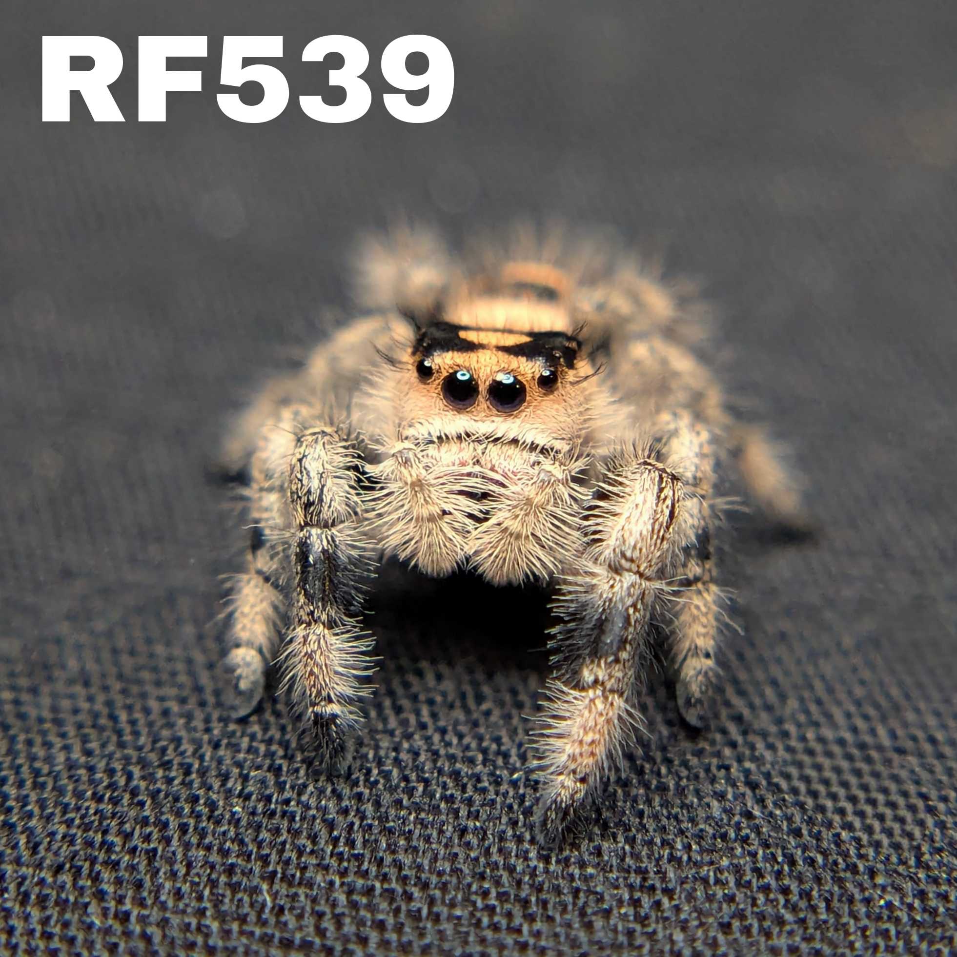 Regal Jumping Spider "Wafer"