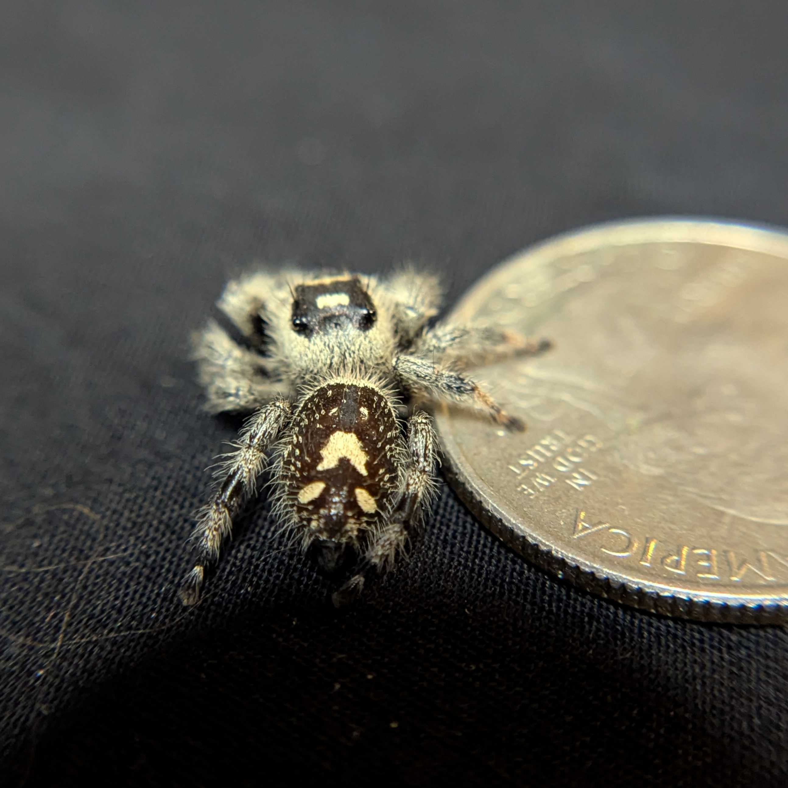 Regal Jumping Spider "Puff"