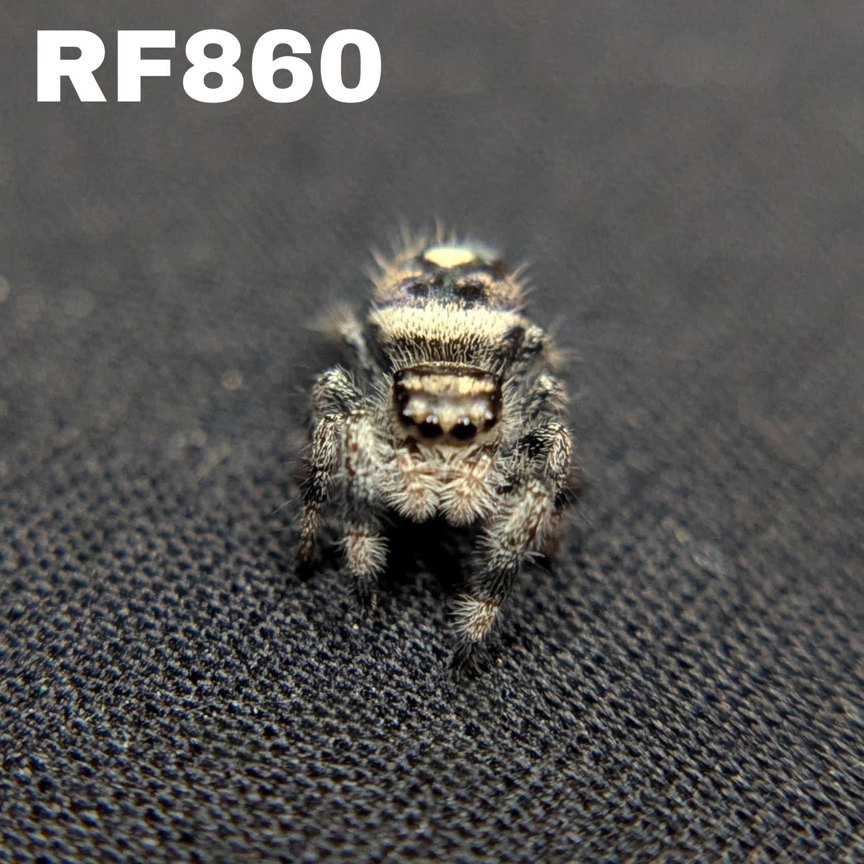 Regal Jumping Spider “Poppy”