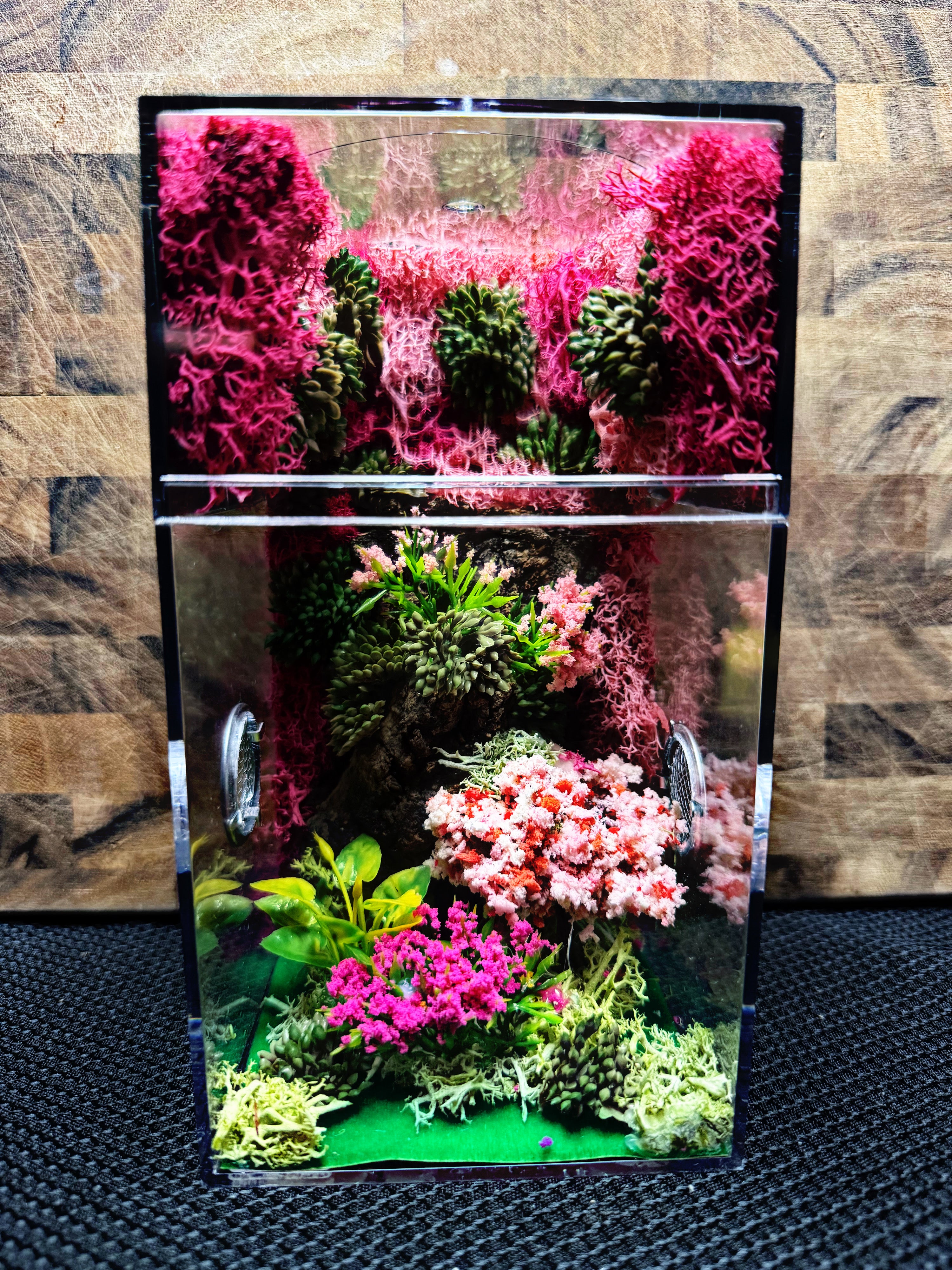 Custom Jumping Spider Enclosure