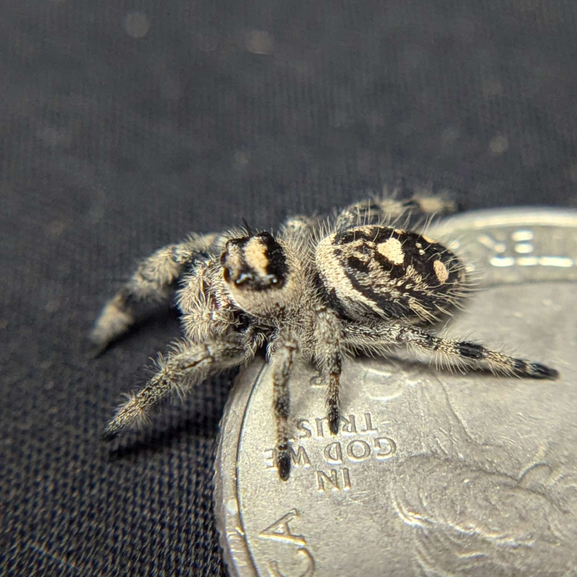 Regal Jumping Spider "Champagne"