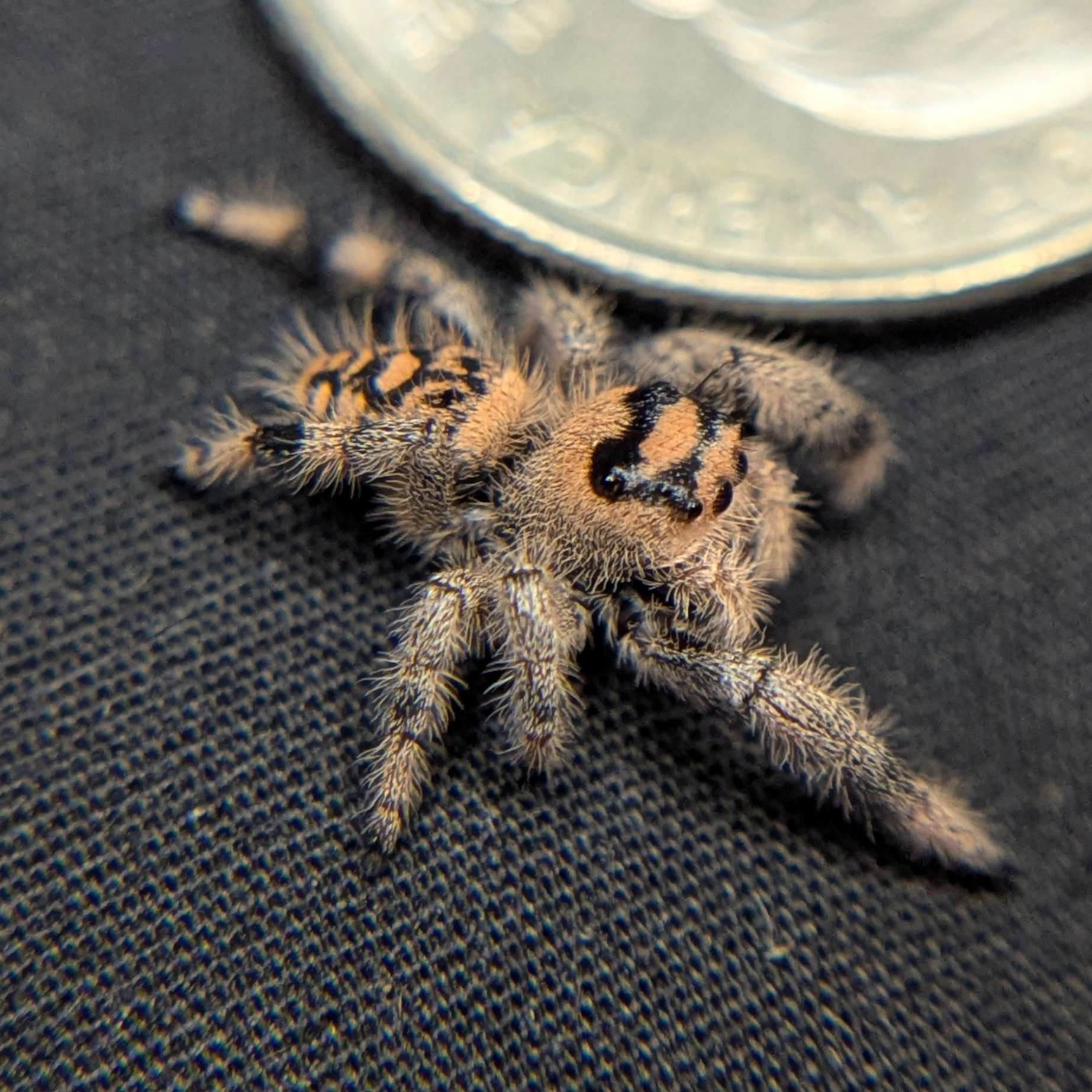 Regal Jumping Spider "Jam"
