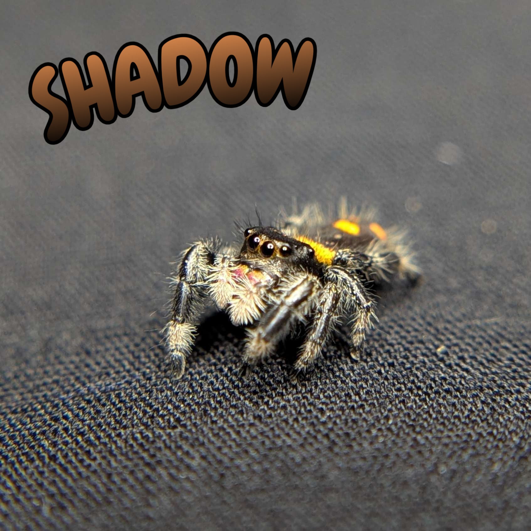 Regal Jumping Spider "Shadow"