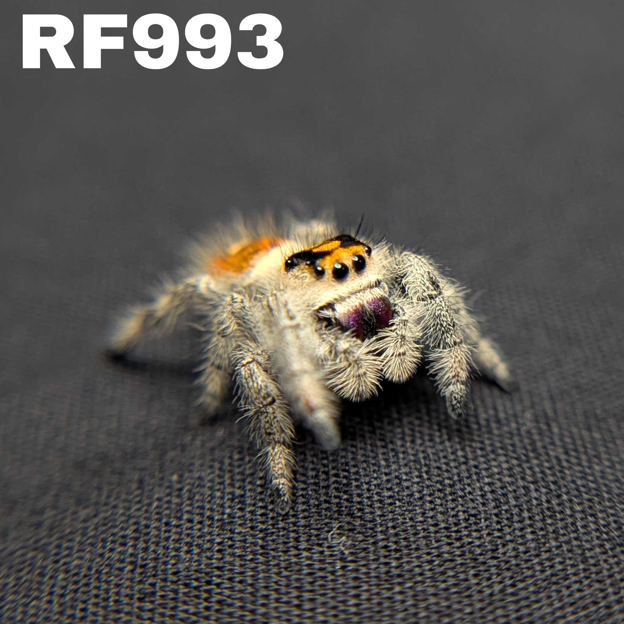 Regal Jumping Spider "Charm"