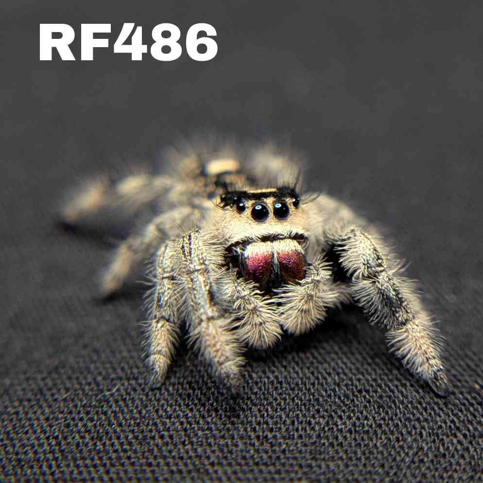 Regal Jumping Spider "Violet Blaze"