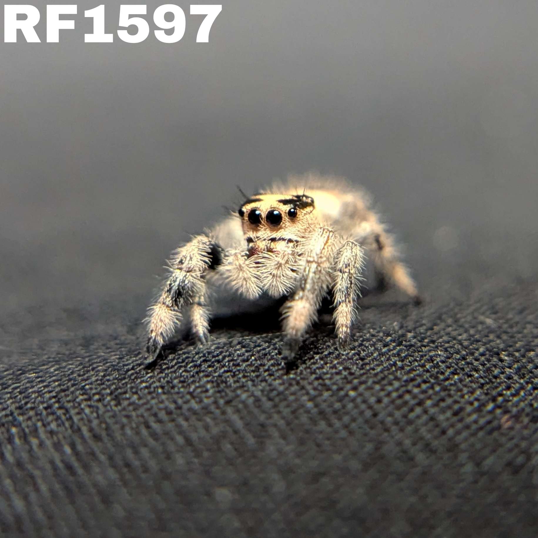 Regal Jumping Spider "Cake"