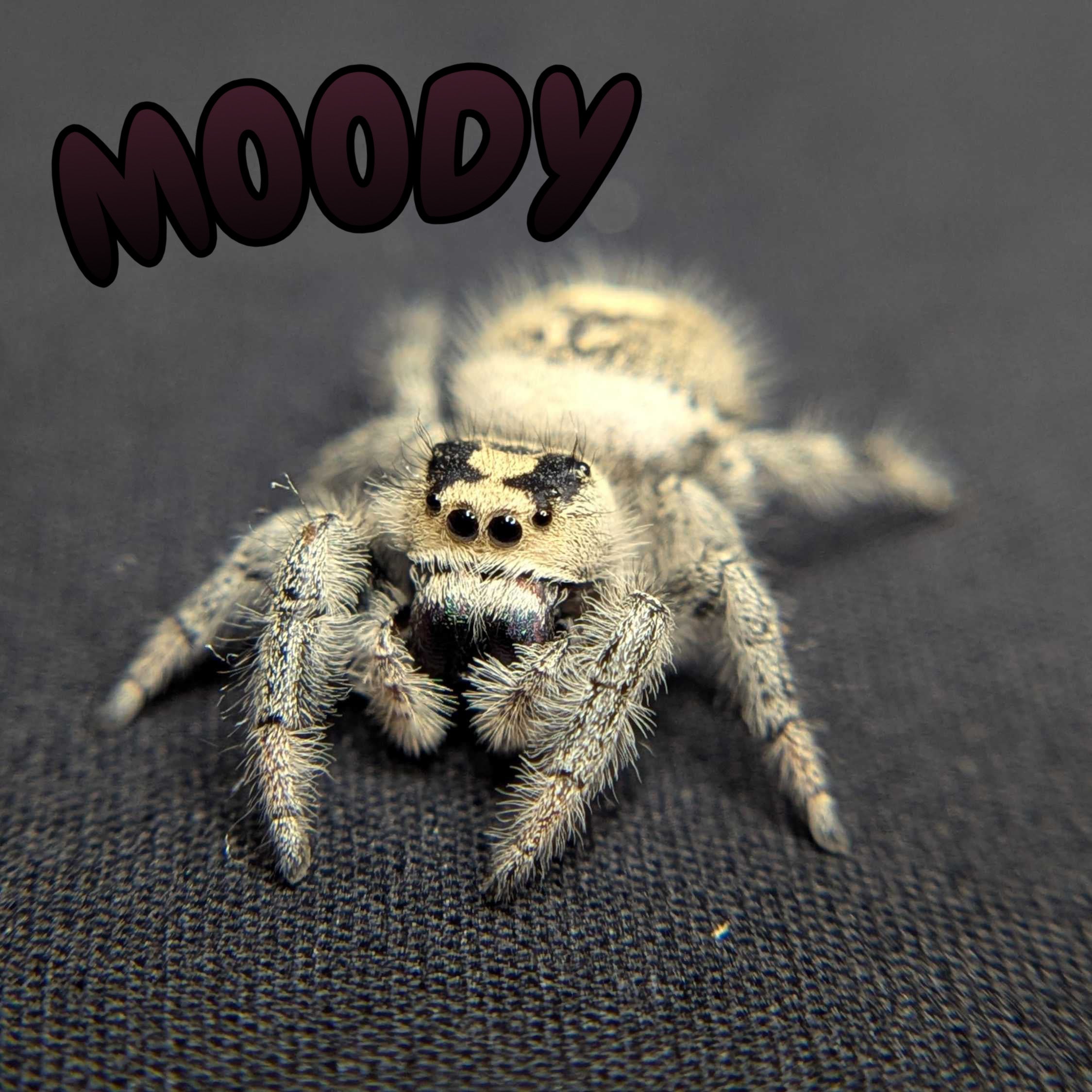 Regal Jumping Spider "Moody"
