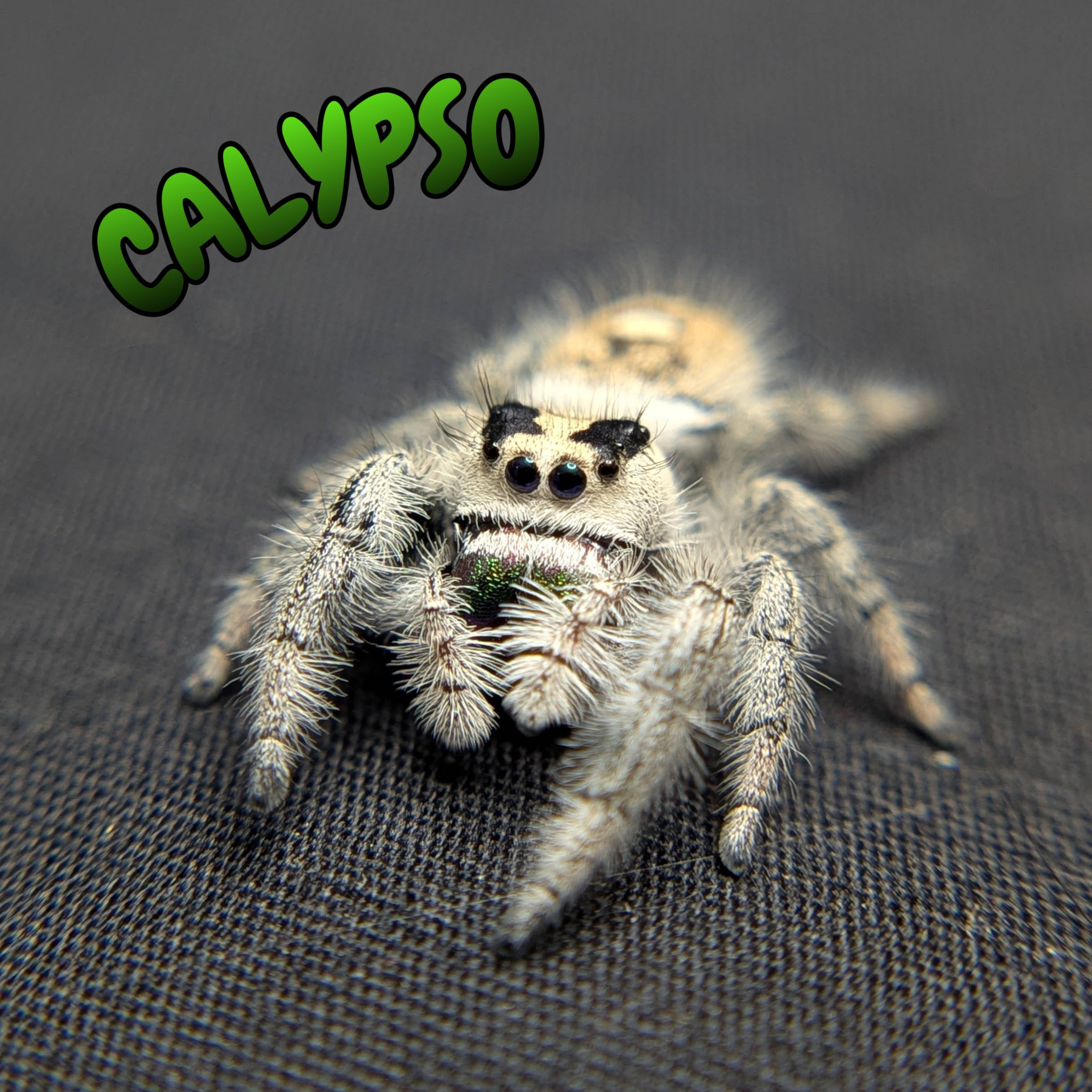 Regal Jumping Spider "Calypso"
