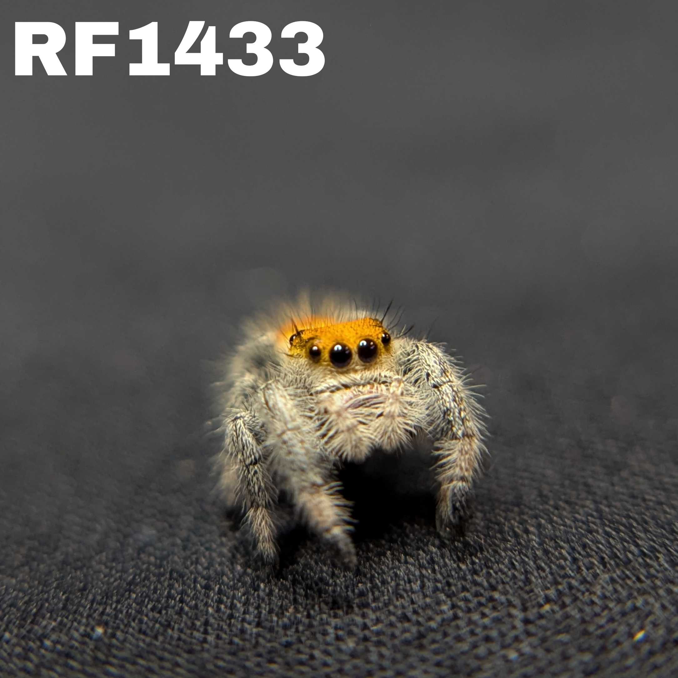 Regal Jumping Spider "Crimson"