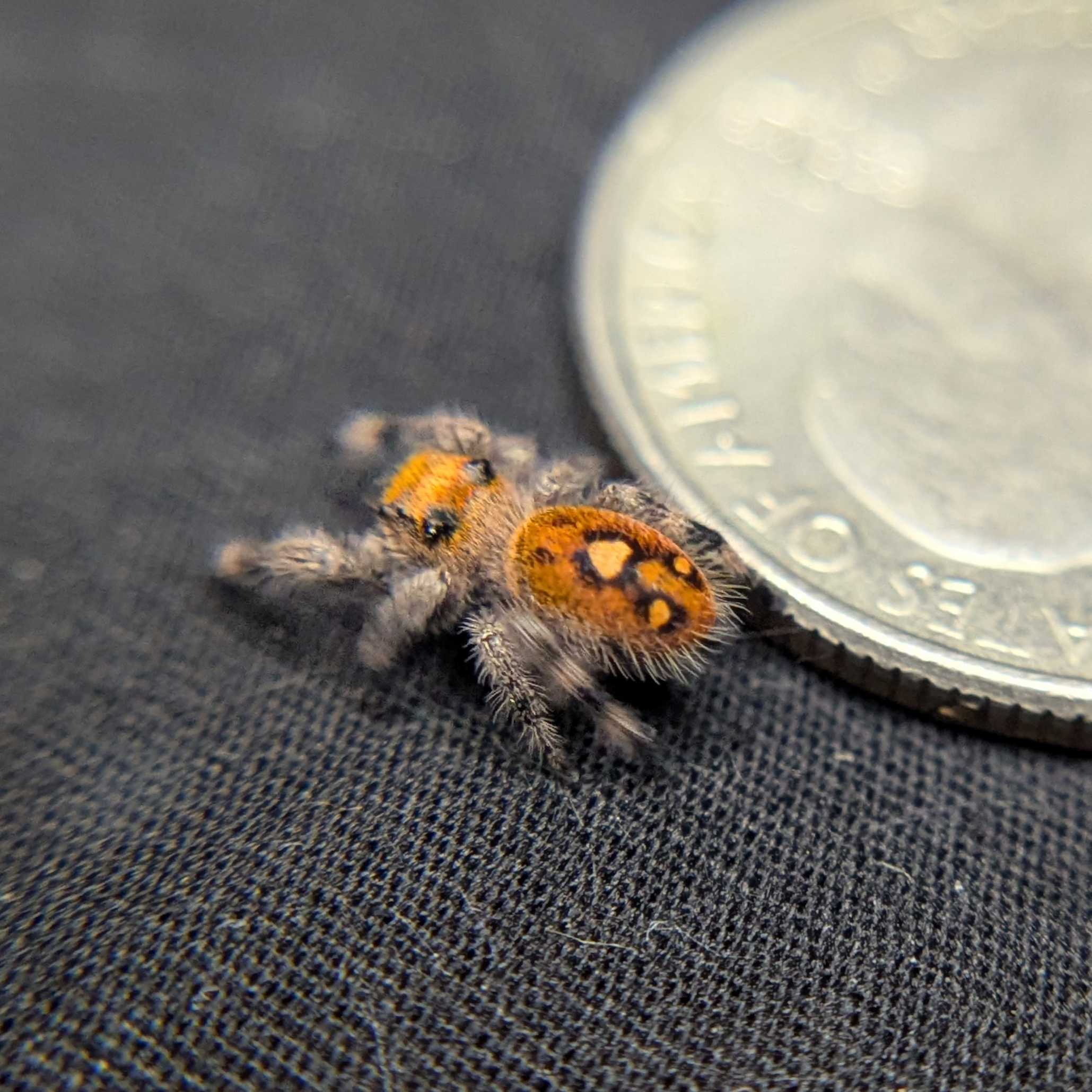 Regal Jumping Spider “Pyra”