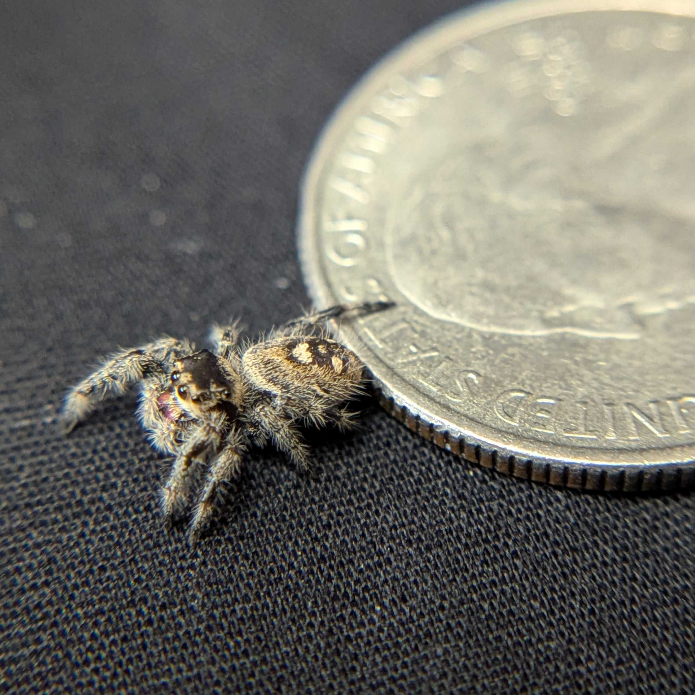 Regal Jumping Spider “Penny”