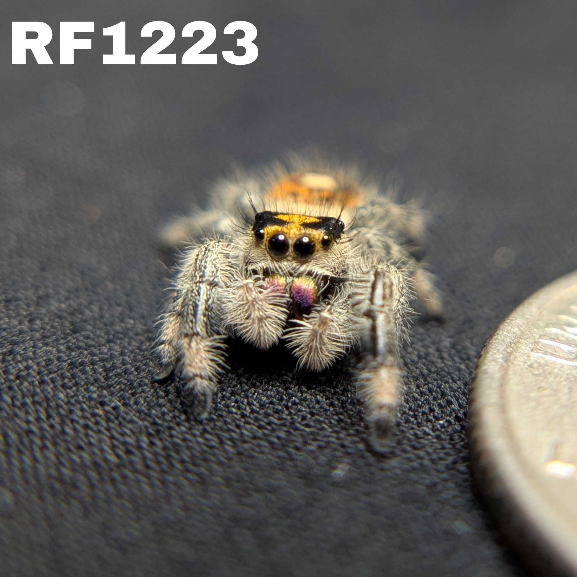 Regal Jumping Spider “Aurora”