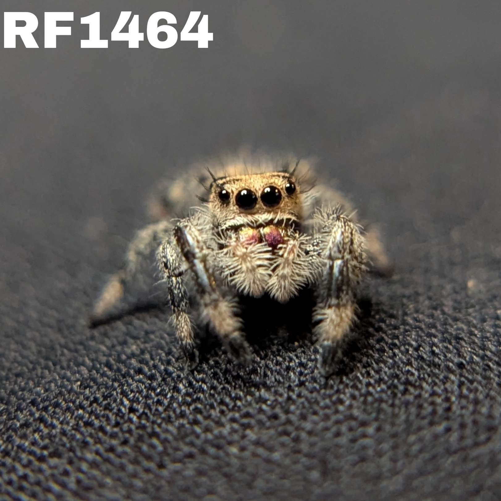 Regal Jumping Spider "Cream"
