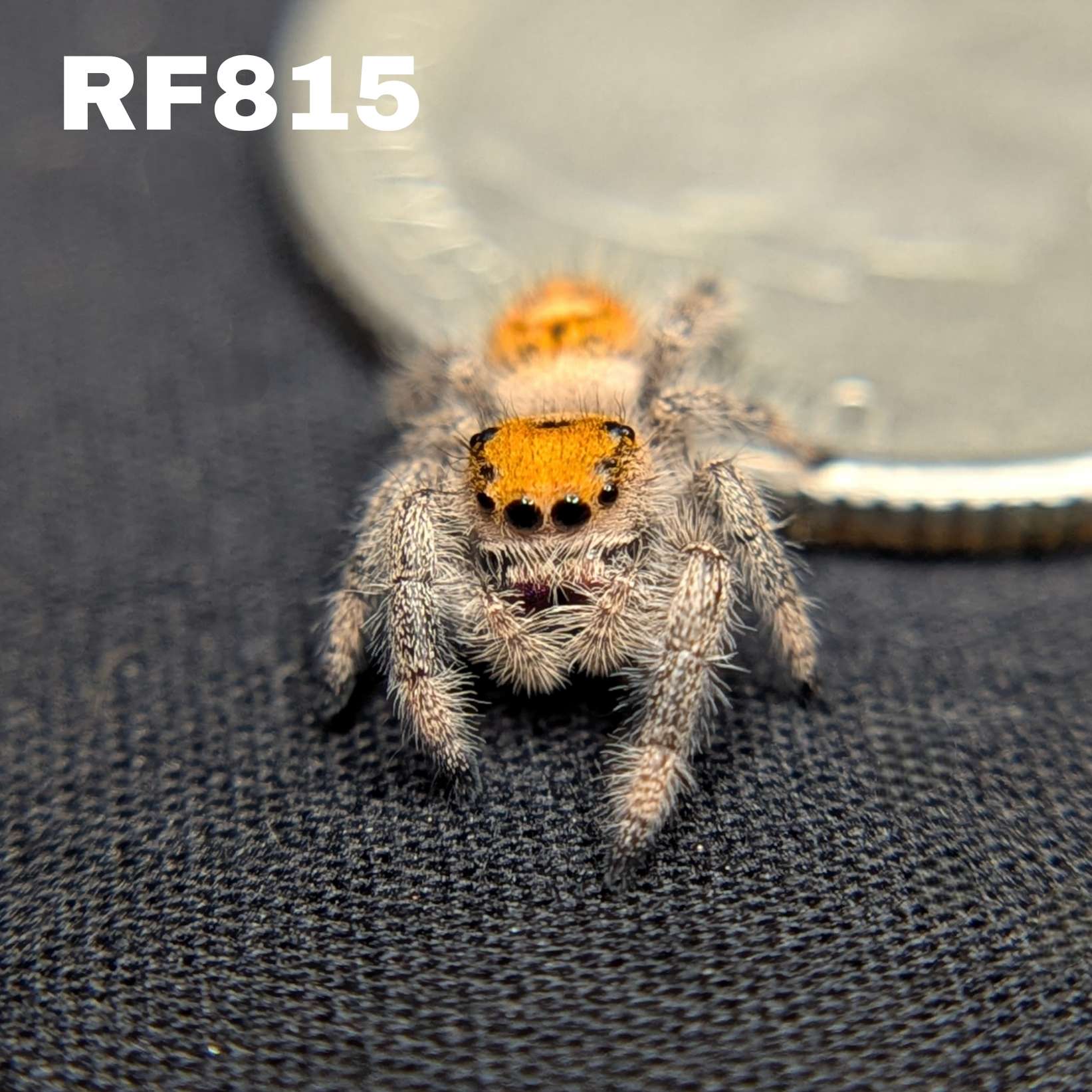 Regal Jumping Spider "Comet"
