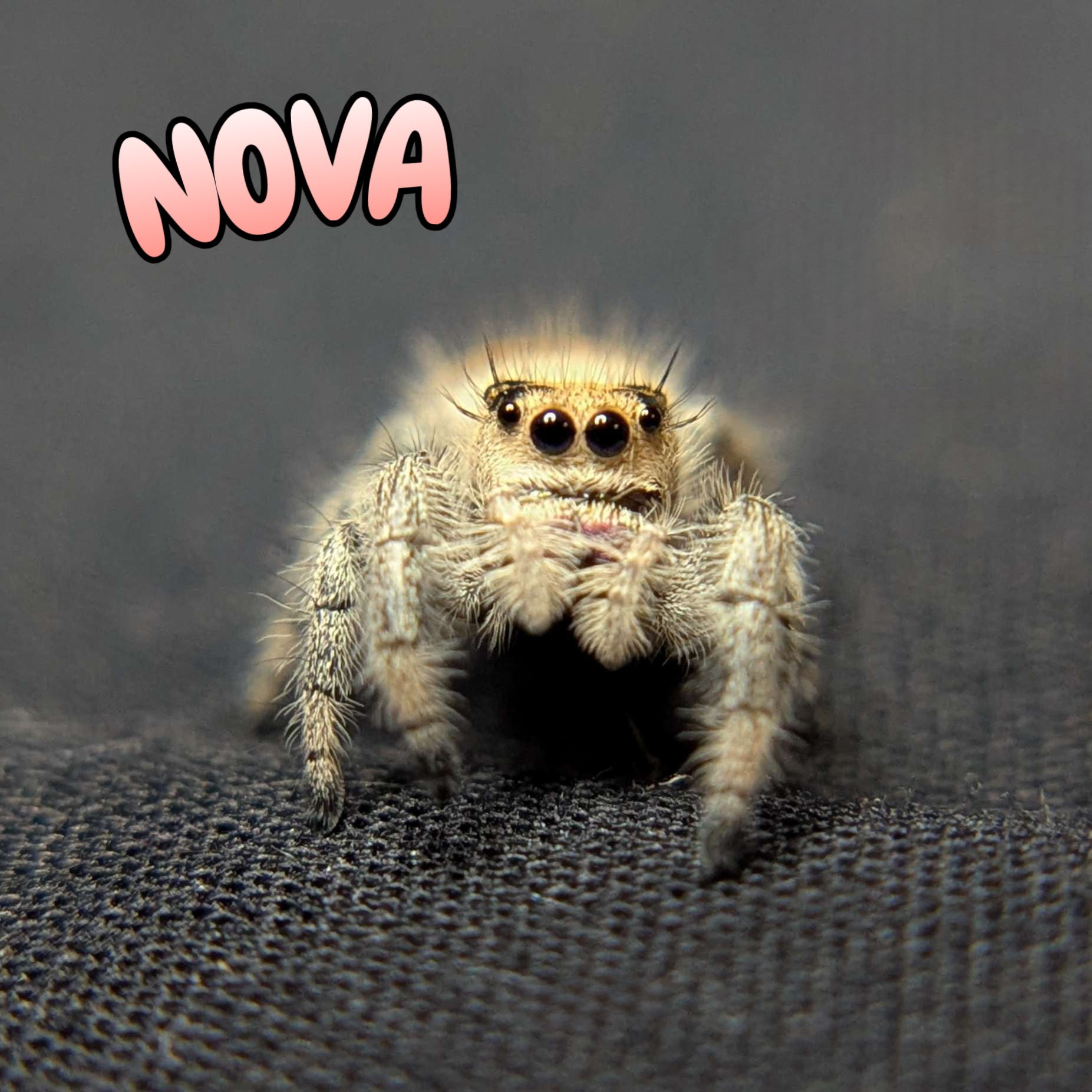 Regal Jumping Spider “Nova”