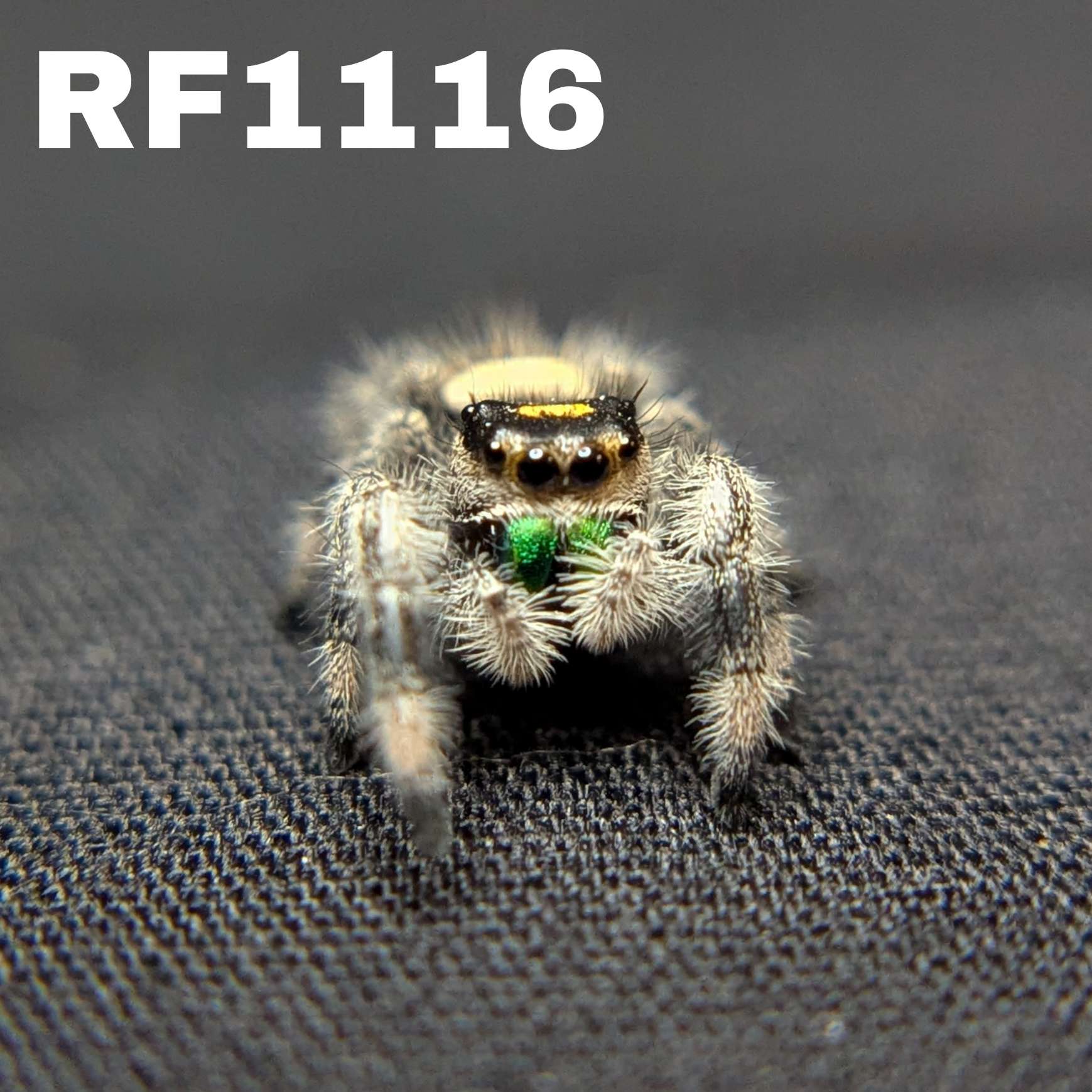 Regal Jumping Spider "Smoothie"