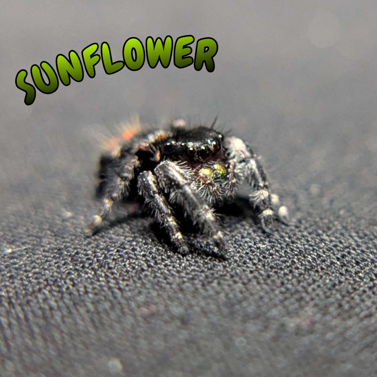 Audax Bryantae Jumping Spider "Sunflower"