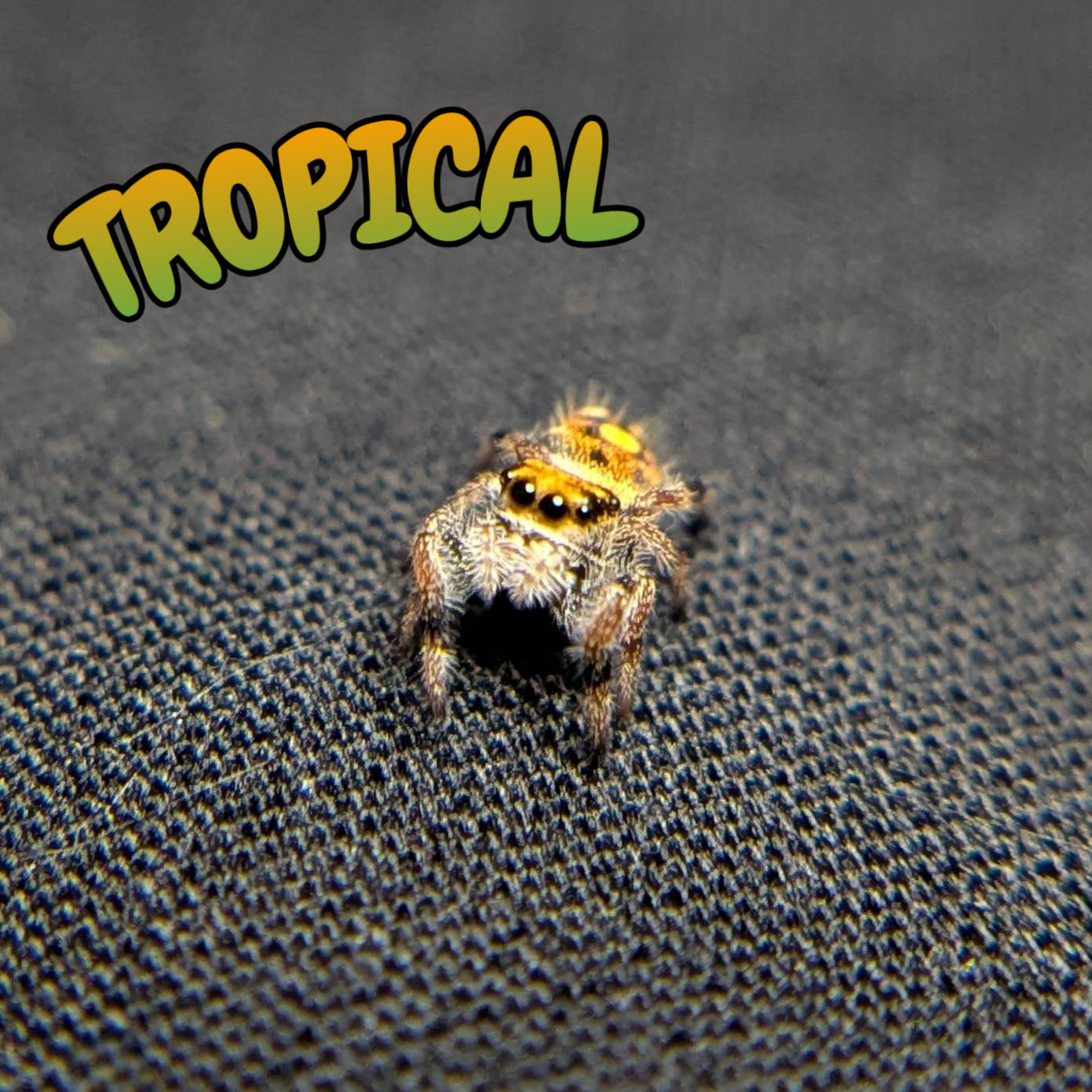 Regal Jumping Spider "Tropical"