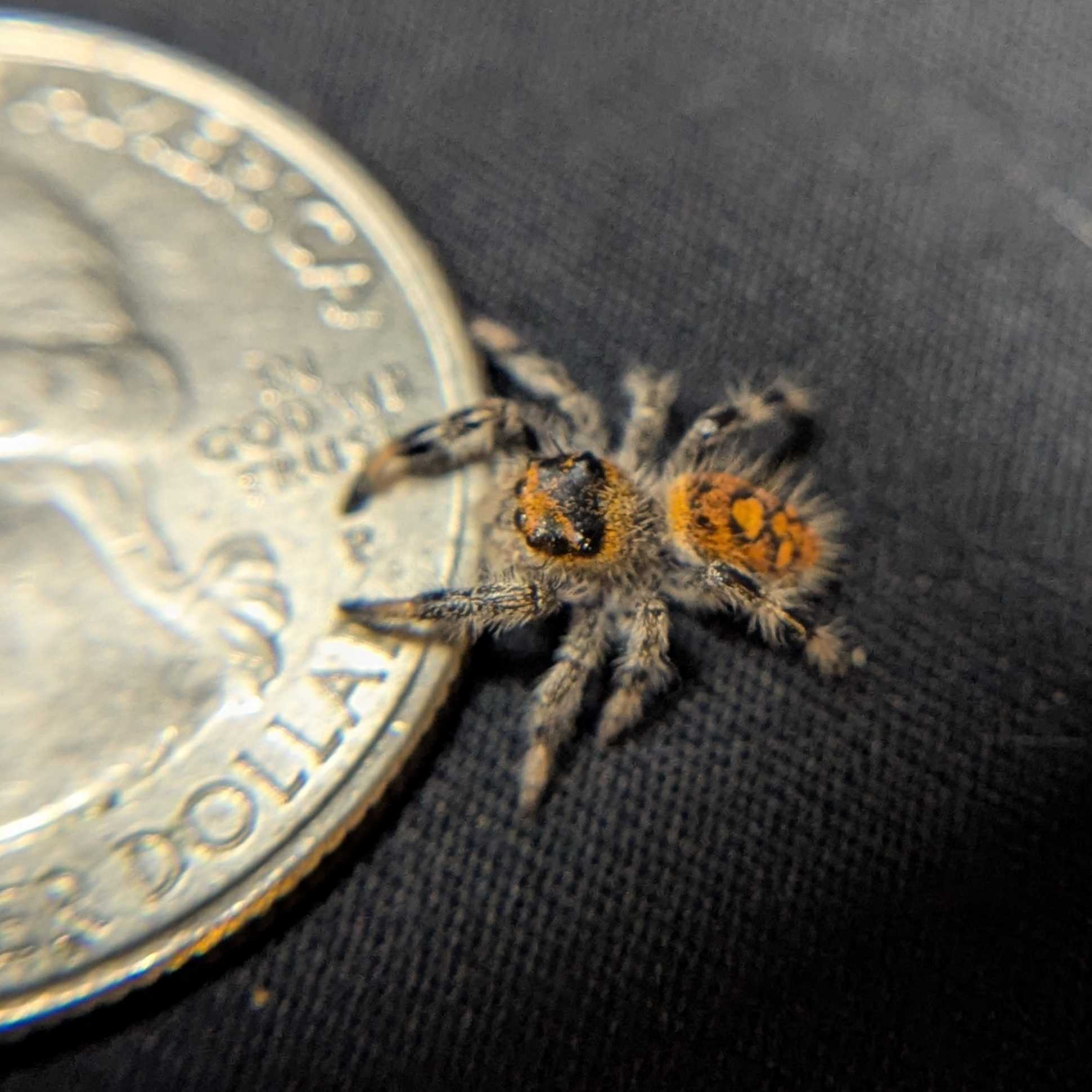 Regal Jumping Spider "Mellow"