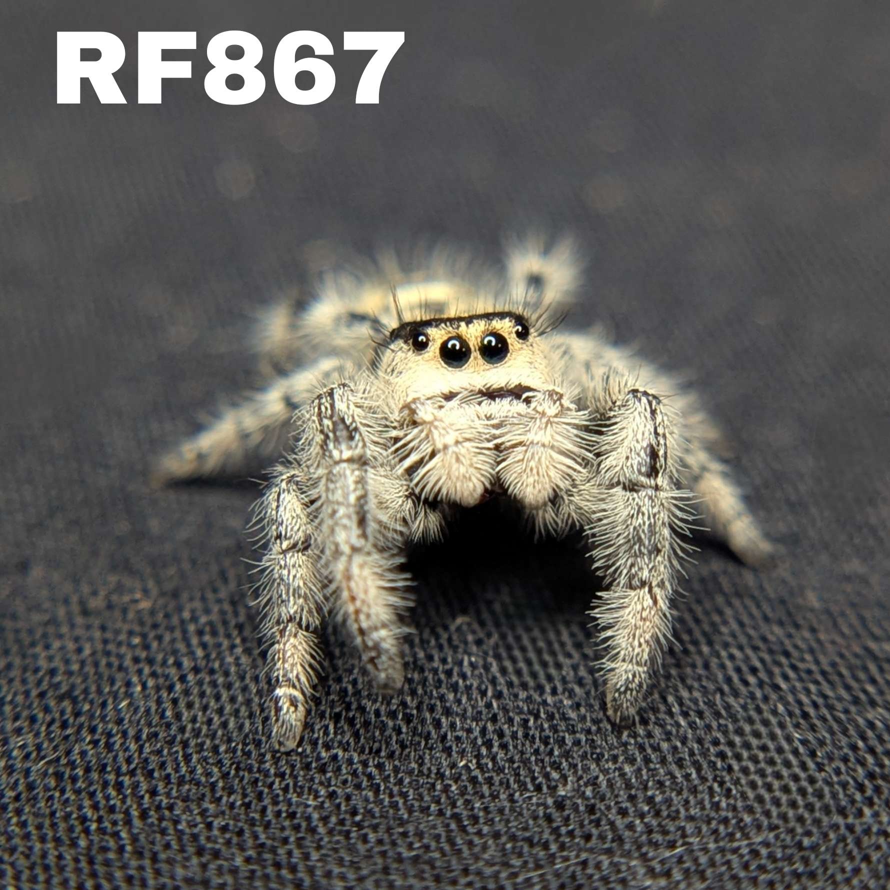 Regal Jumping Spider “Sterling”
