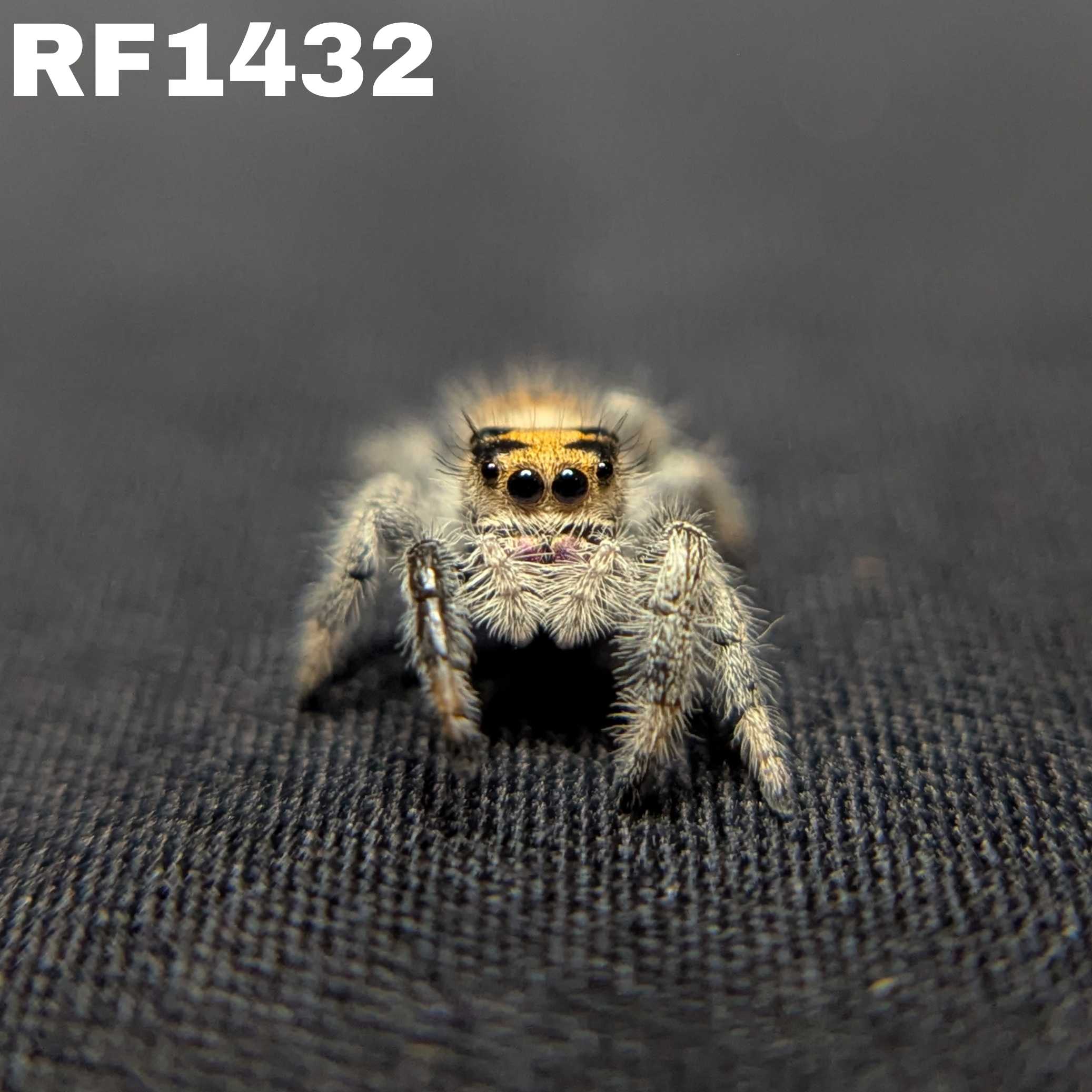 Regal Jumping Spider “Zest”